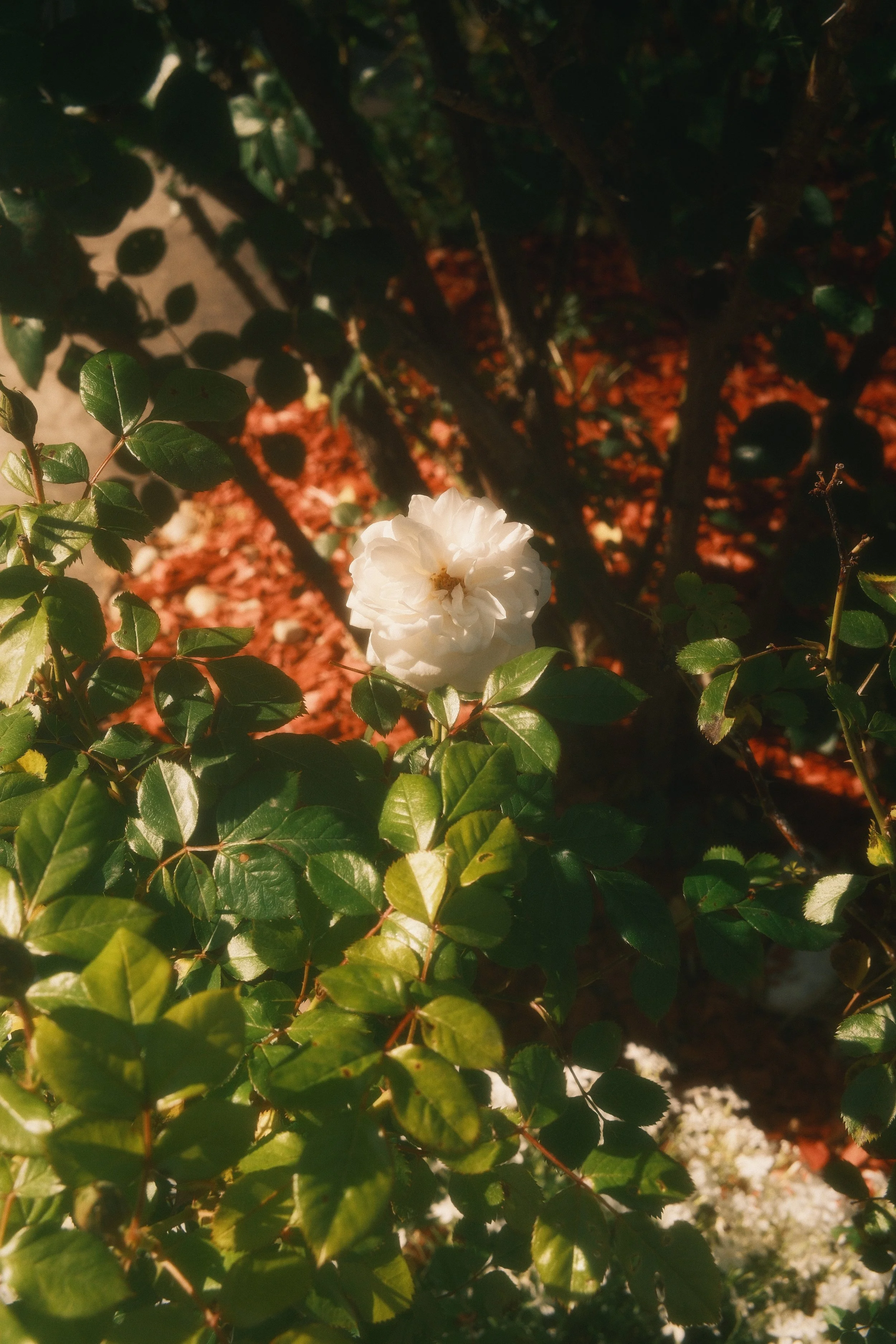 DSCF4122.jpg