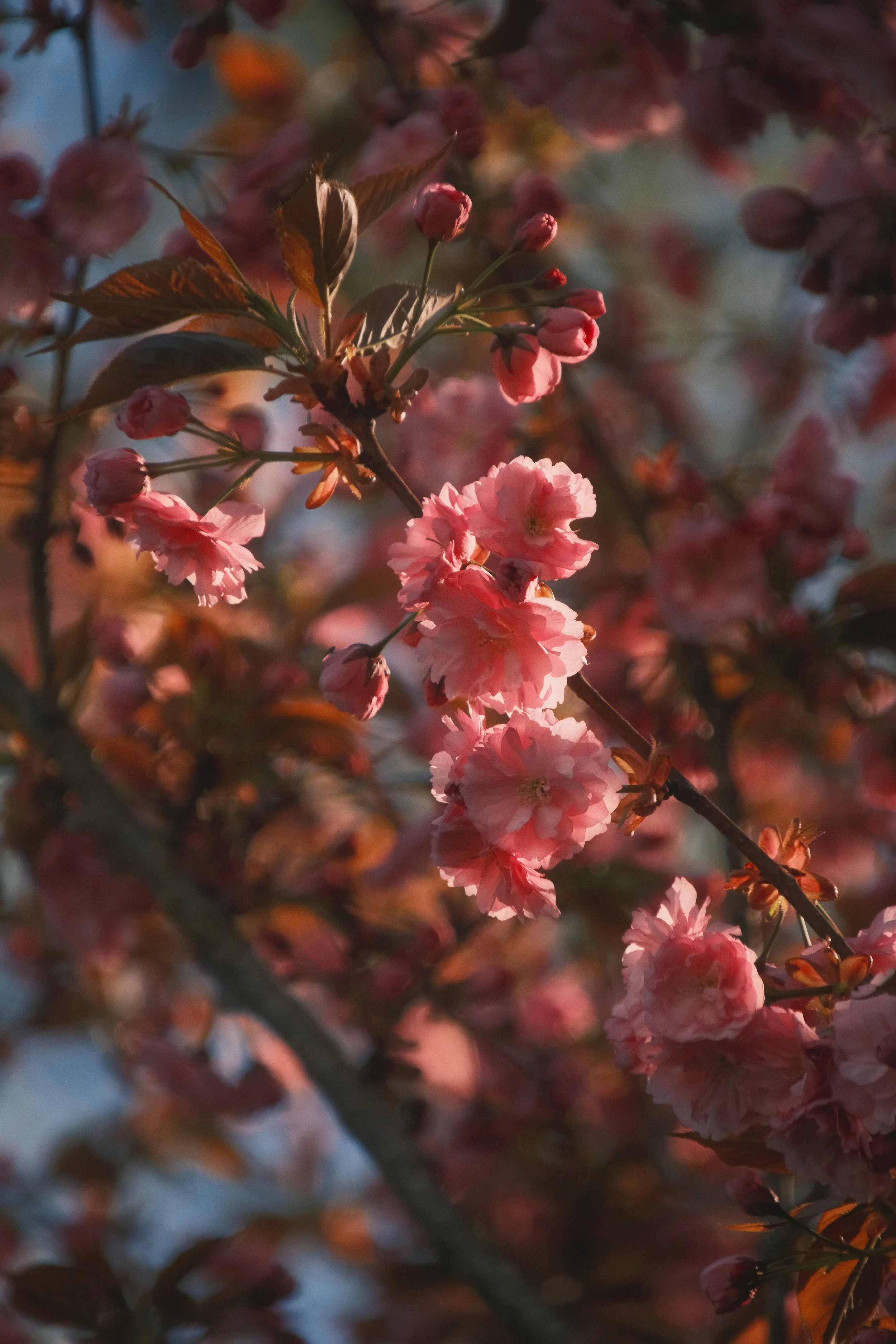 DSCF3068.jpg