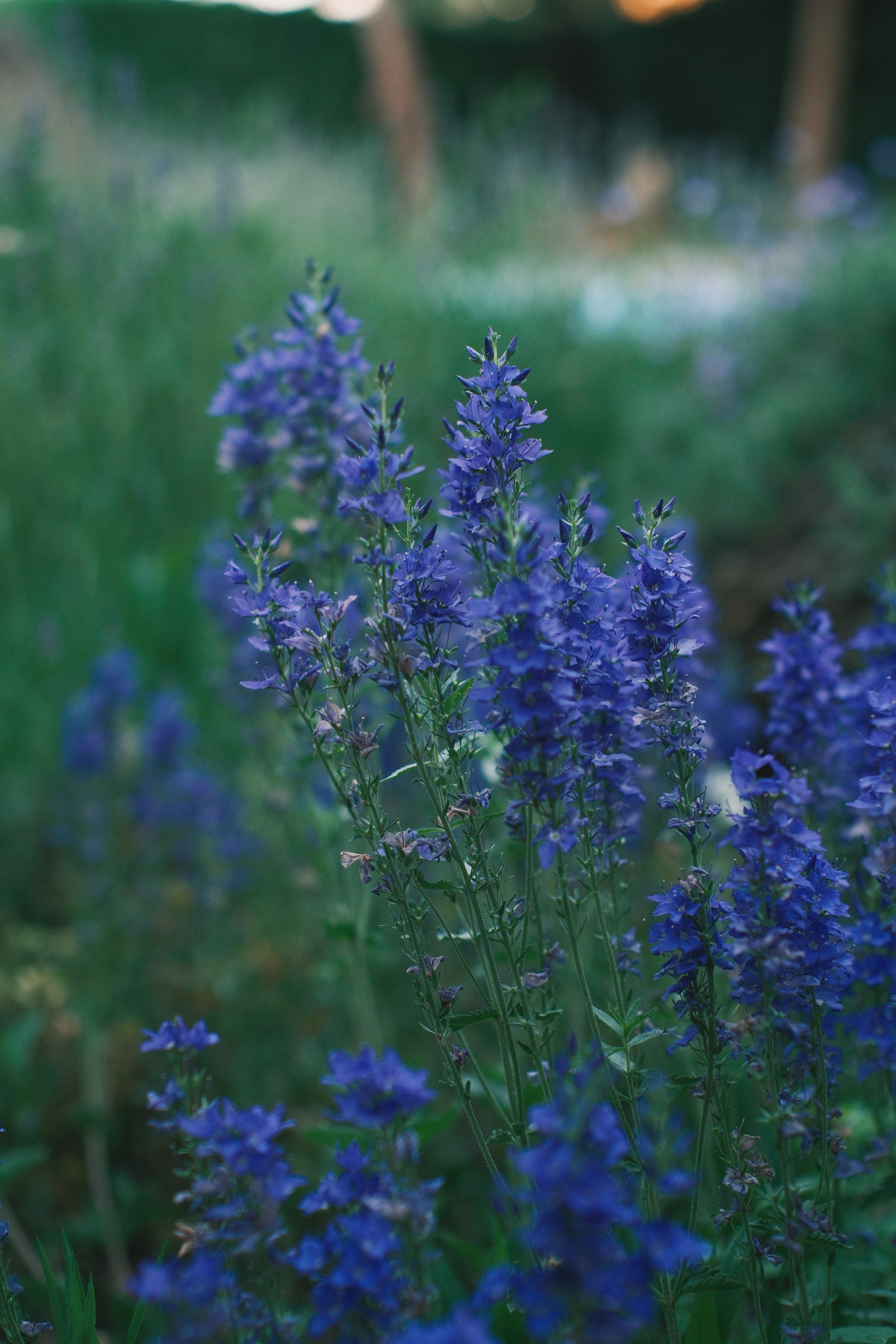 DSCF4681.jpg