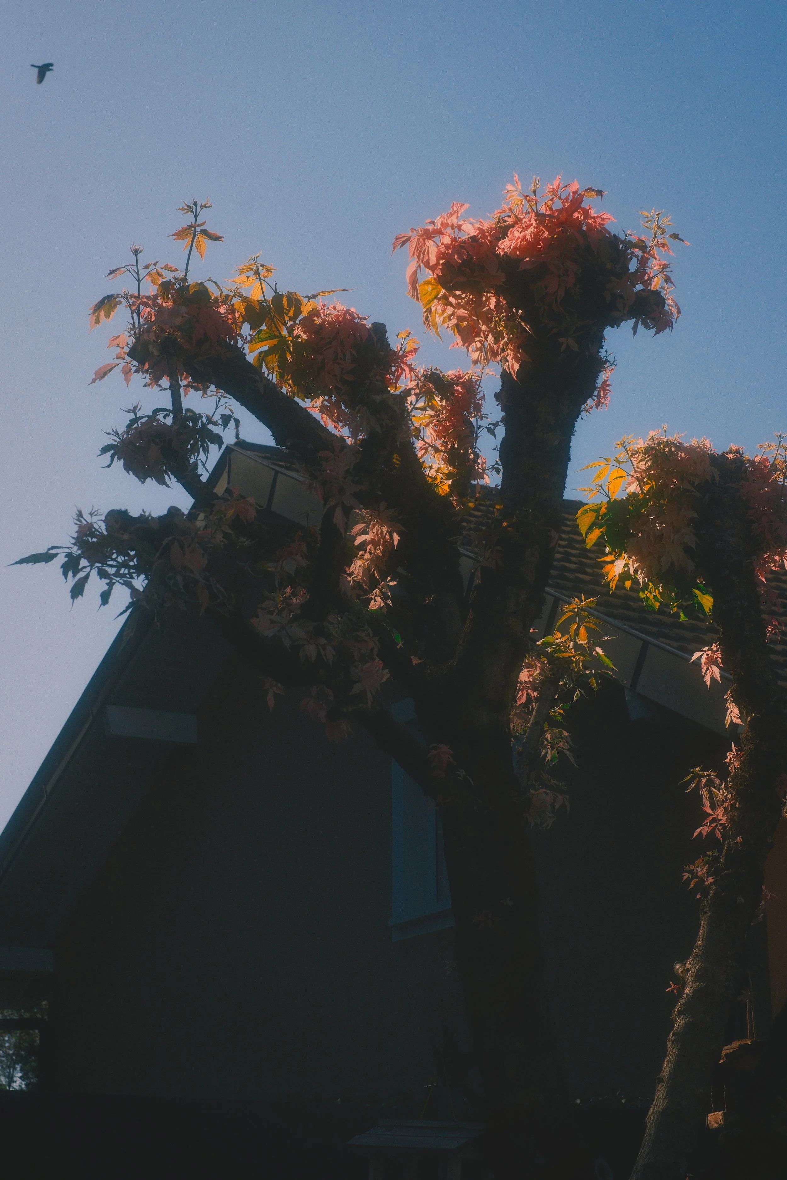 DSCF3960.jpg