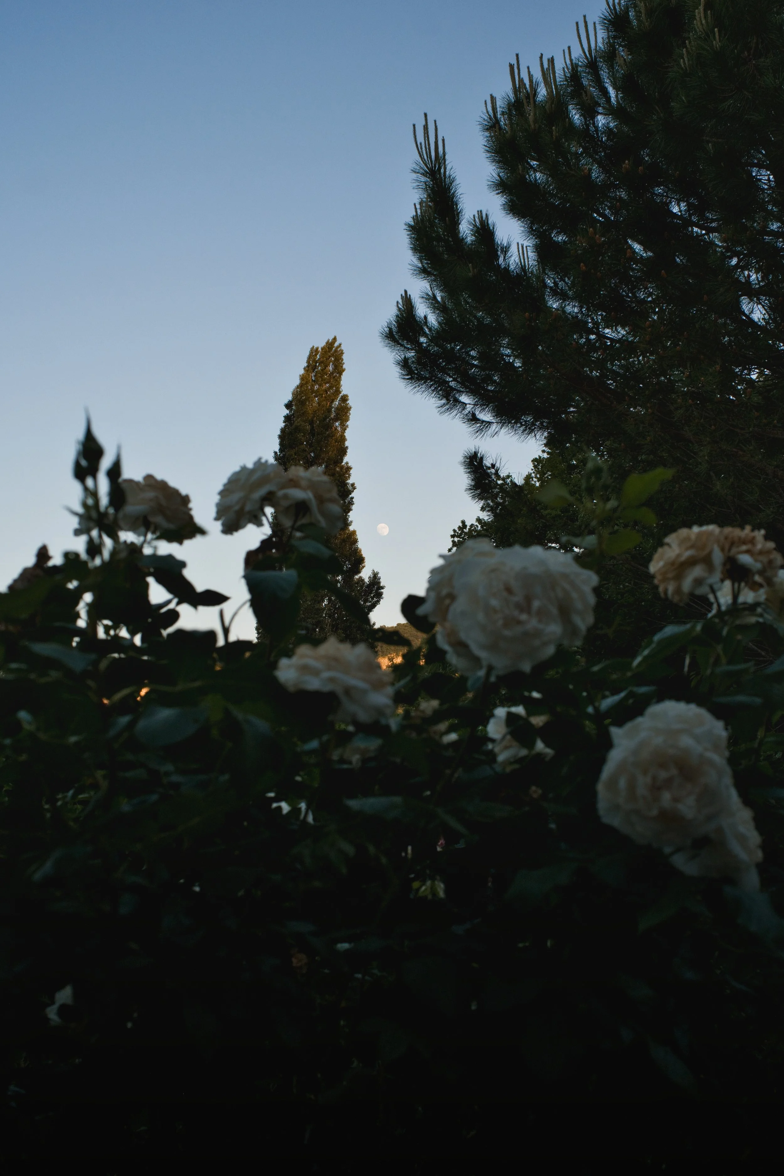 DSCF4667.jpg