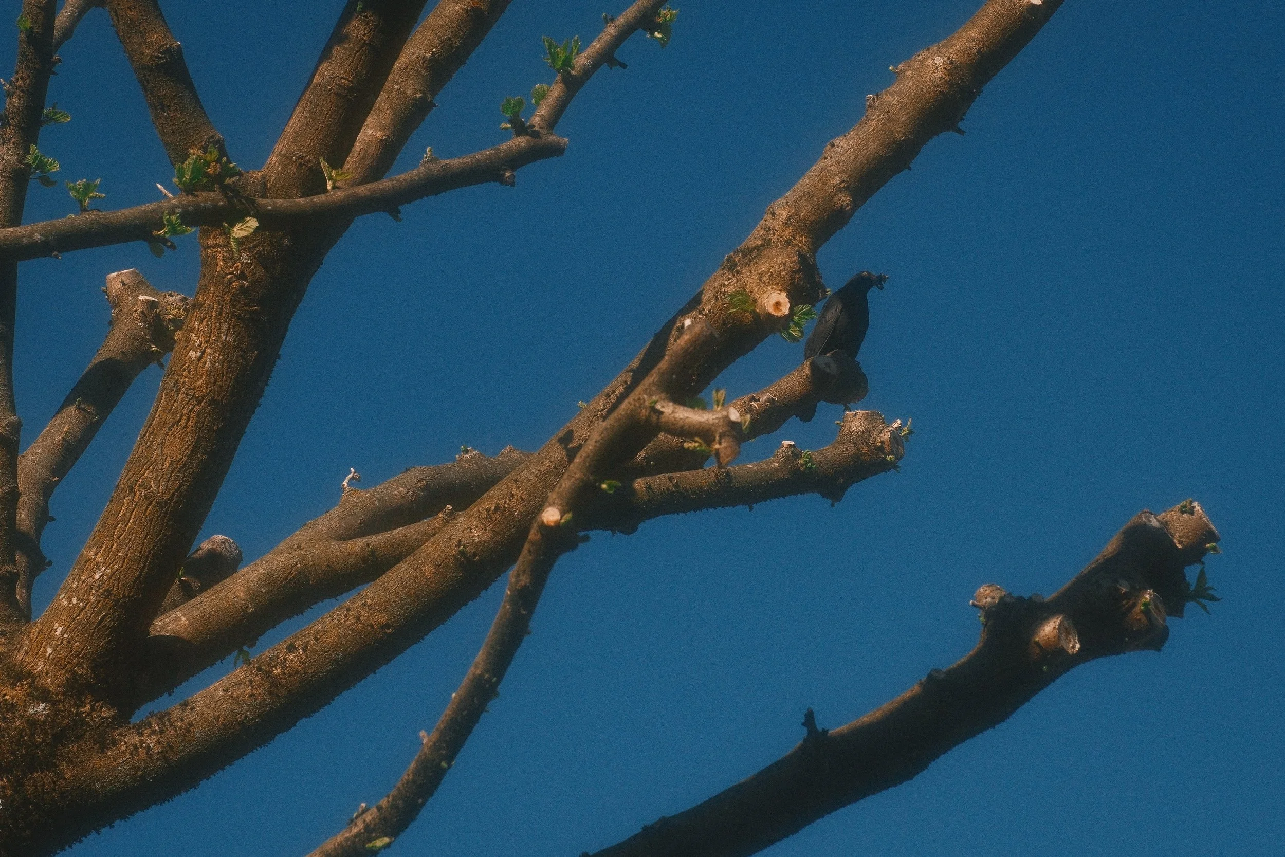DSCF3976.jpg