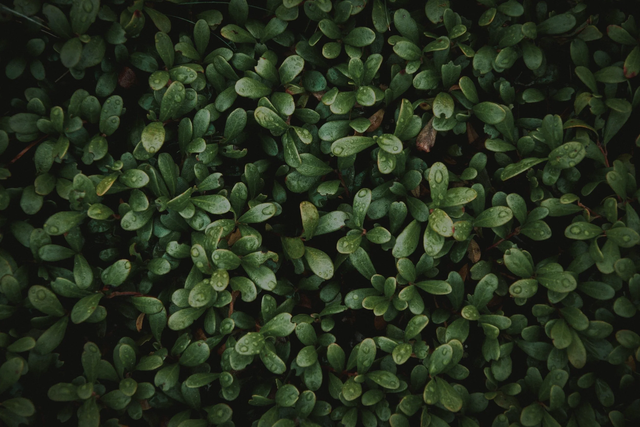 Egan Landscape Group