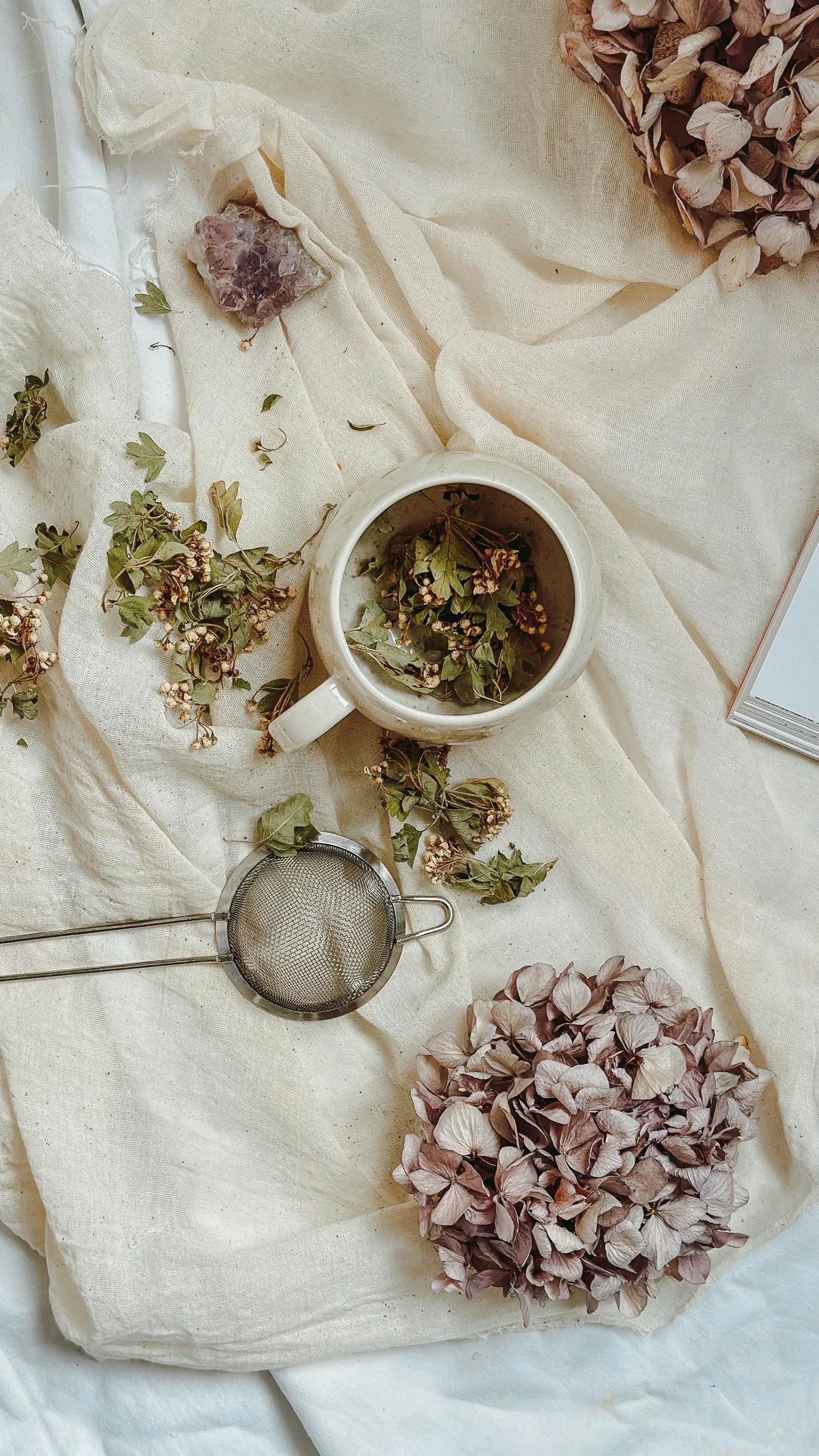 Elderflower Properties, Medicinal Uses + A Simple Cordial Recipe