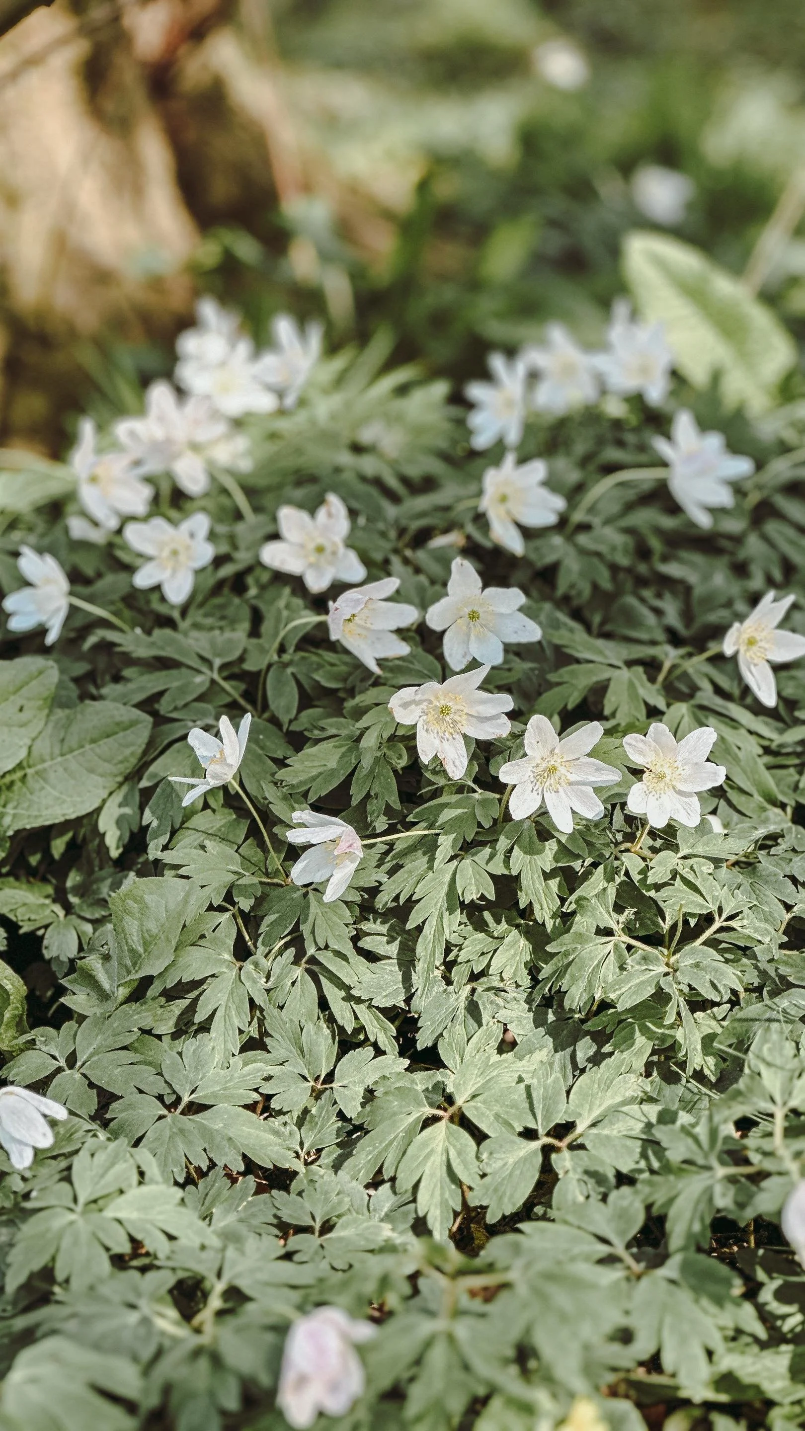 Elderflower Properties, Medicinal Uses + A Simple Cordial Recipe