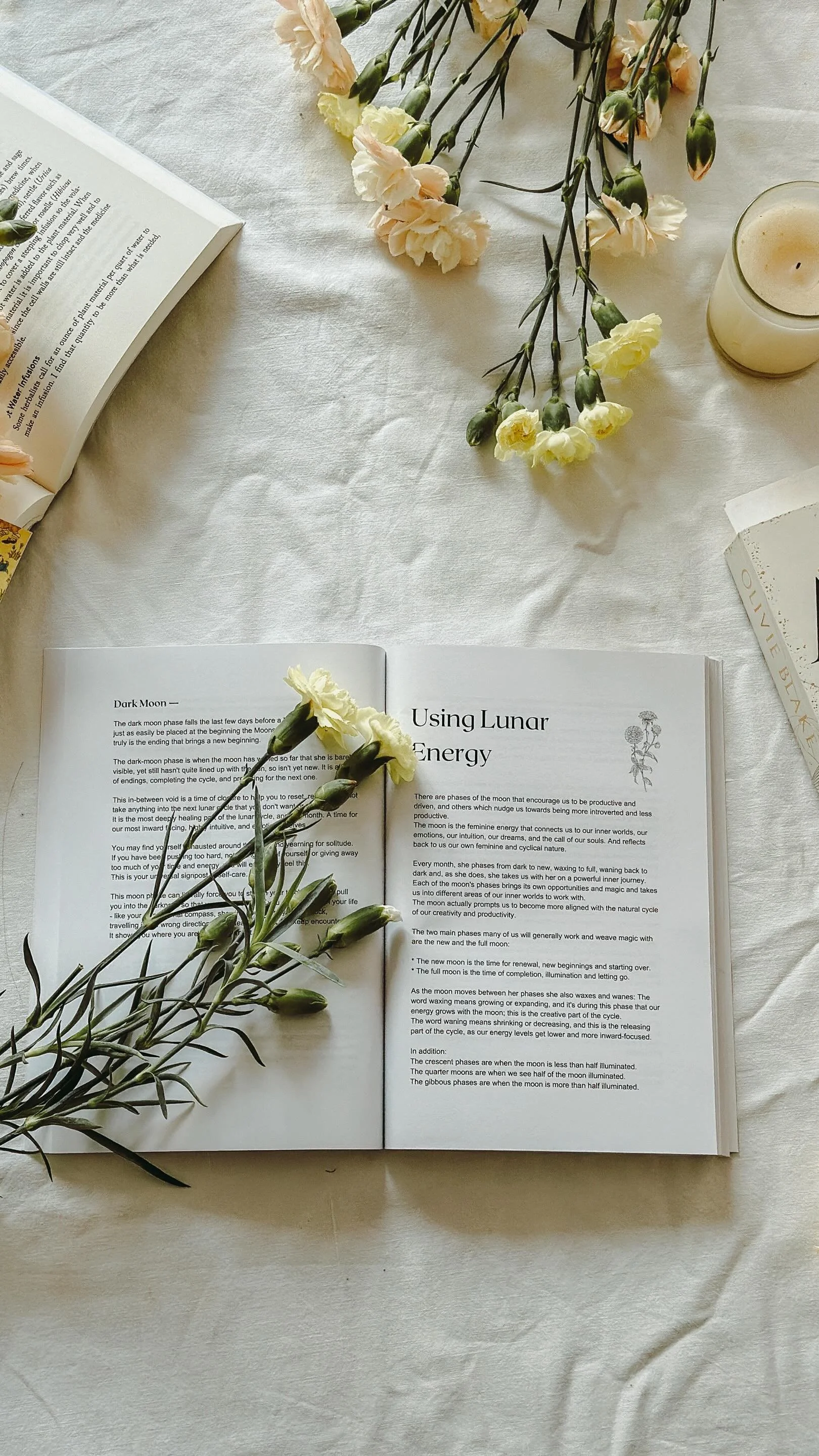 Elderflower Properties, Medicinal Uses + A Simple Cordial Recipe