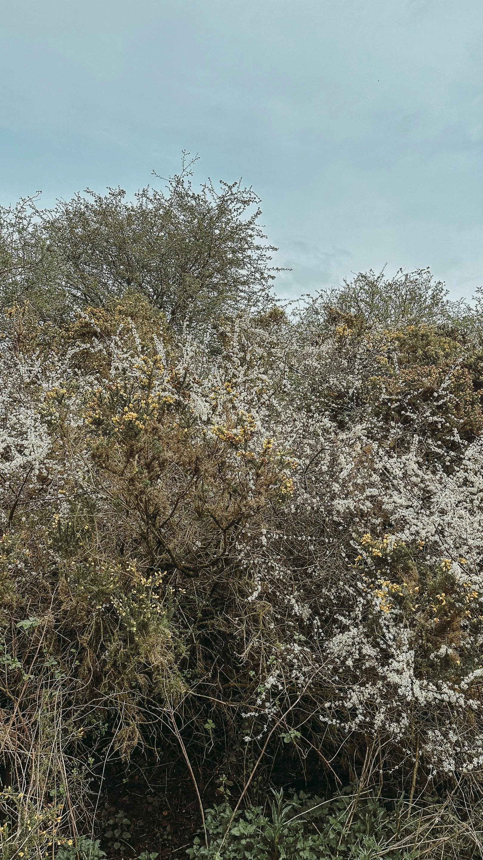 Elderflower Properties, Medicinal Uses + A Simple Cordial Recipe