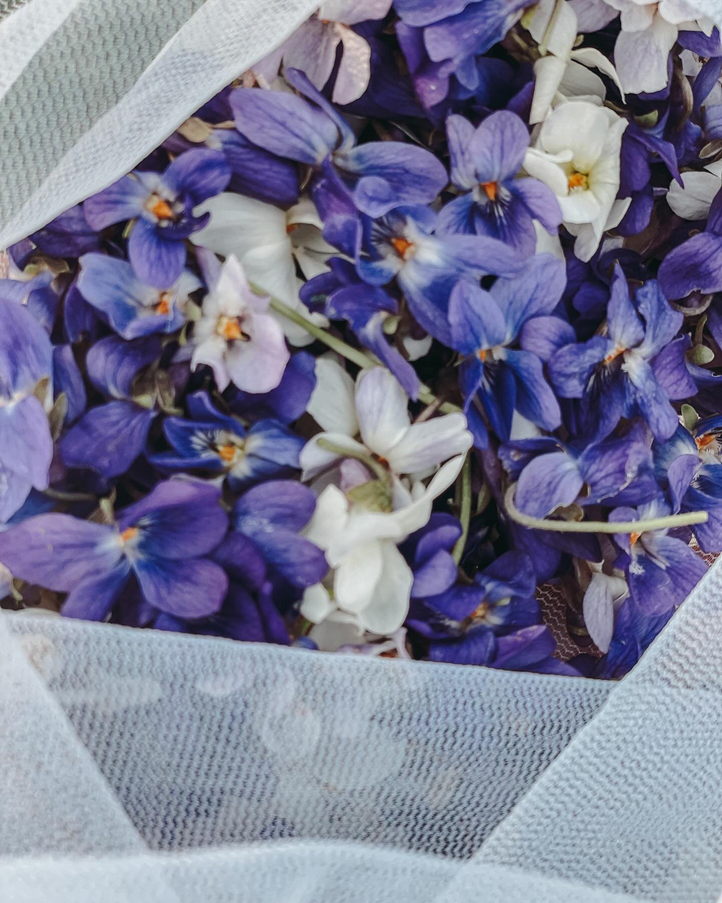 Sweet violet delights

One of my favourite spring pastimes is spotting the first shy sweet violet flowers hiding in the hedgerows and along grassy embankments

Not only are these vibrant little flowers edible but they are also 

Soothing and calming 