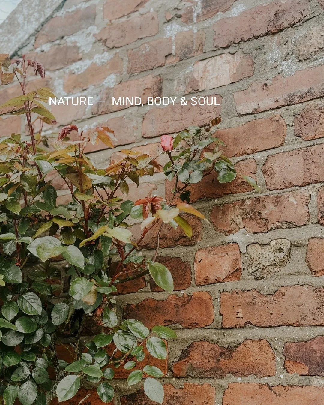 Nature&rsquo;s influence and wisdom goes deeper than the seasons

Seasonal living is more than a lifestyle&mdash;it&rsquo;s a way of remembering our place in the great rhythm of life. 
A guide to deepening our understanding and relationship with ours