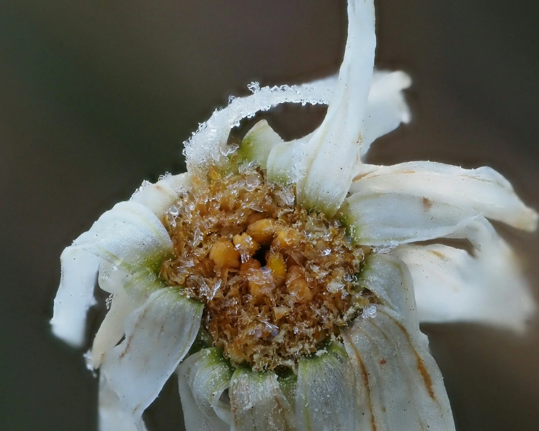 The Beauty of Seasonal Rituals: Returning to Rhythm