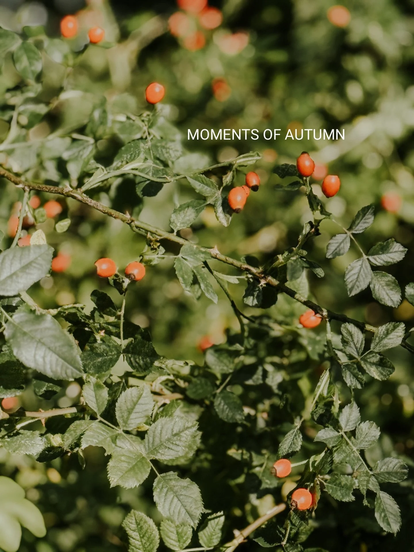 Small Autumn moments and memories 🍂

A collecting of small moments of wonder and things I&rsquo;ve found beautiful and uplifting as we say goodbye to Autumn and get ready to welcome the Winter season&hellip;..

From golden leaves and fading flowers
