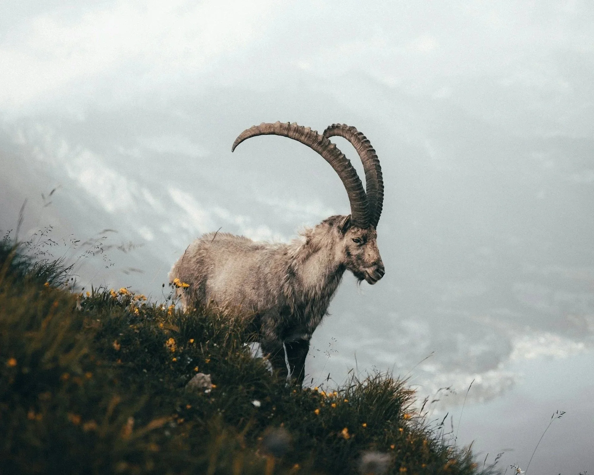 New Moon in Capricorn: A Return to Devotion, Discipline, and Inner Authority