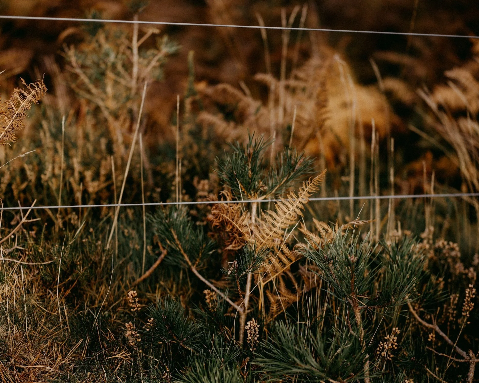 Why Your Body Has a Seasonal Clock (Not Just a Daily One)