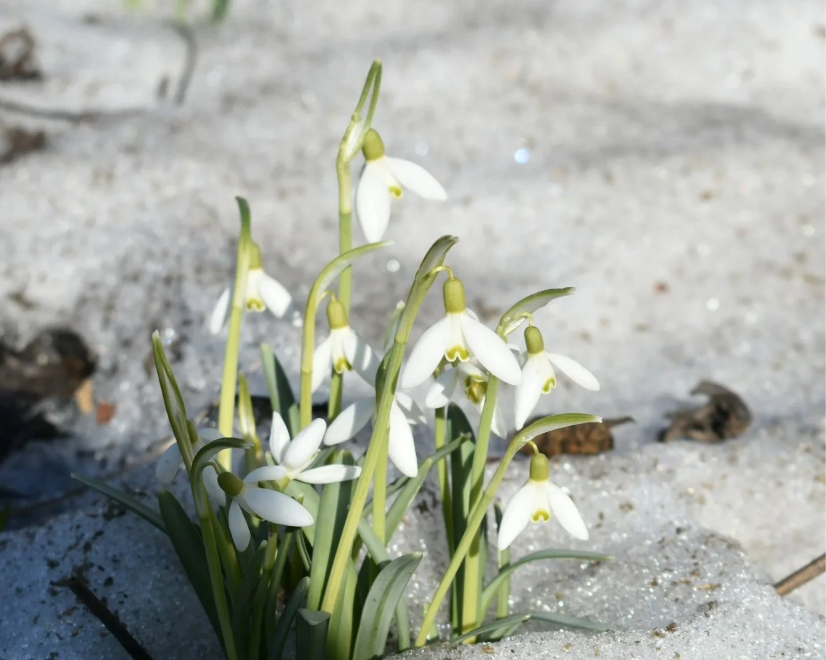 How I’m Celebrating Imbolc (& the Magic, Meaning, and Energy of This Quiet Turning)