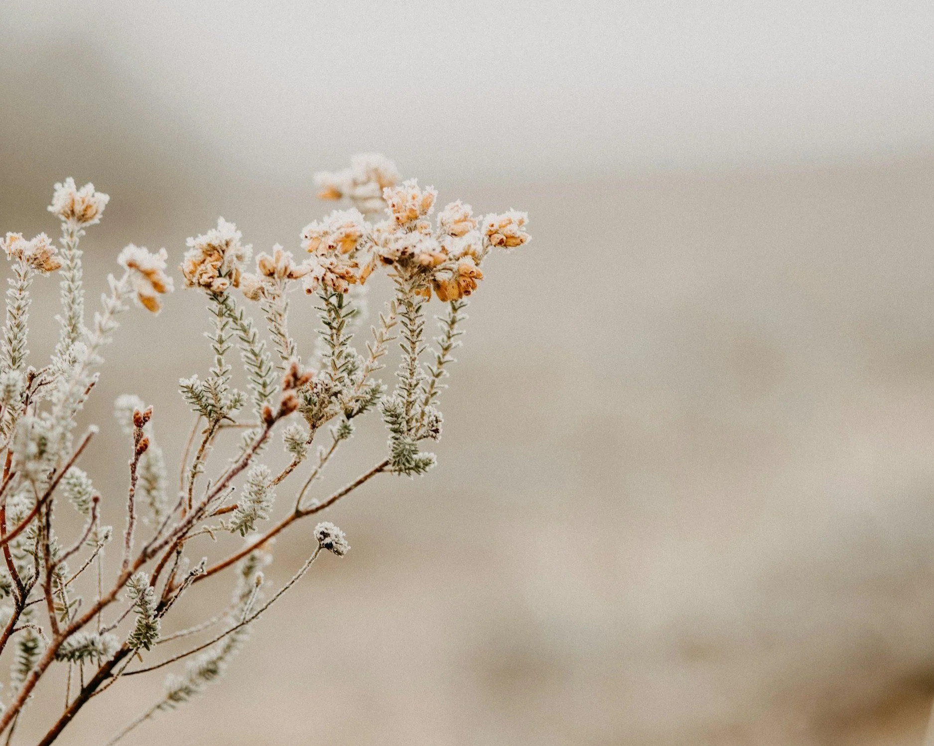 Stillness as Growth: The Quiet Season Where Everything Changes