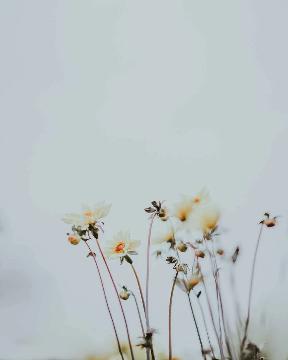 Why your Endocrine System is so important to your health! — Emily & the