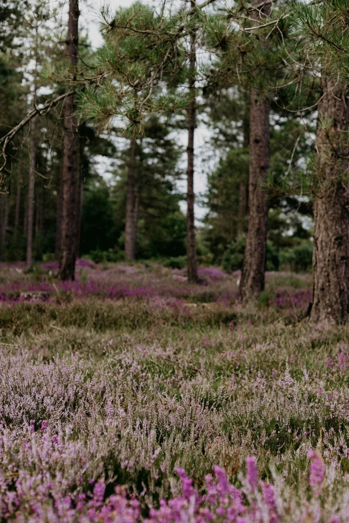 annie-spratt-Iwqn8dUQit8-unsplash (1).jpg