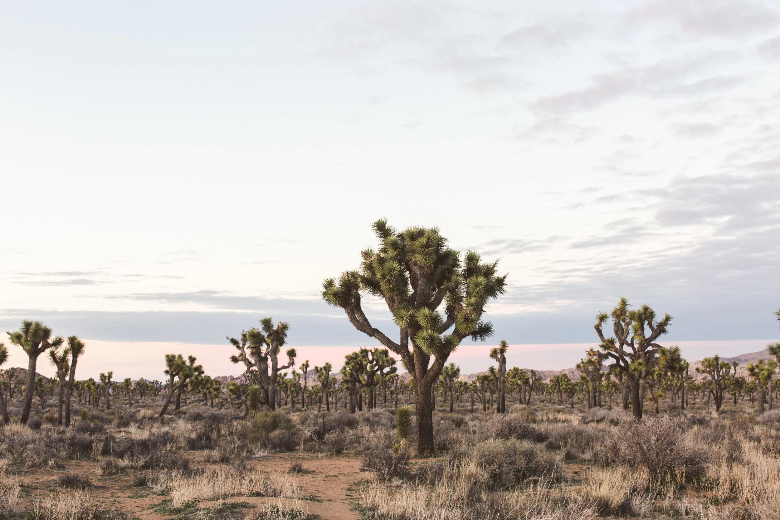 Hiking in Joshua Tree California -9.jpg