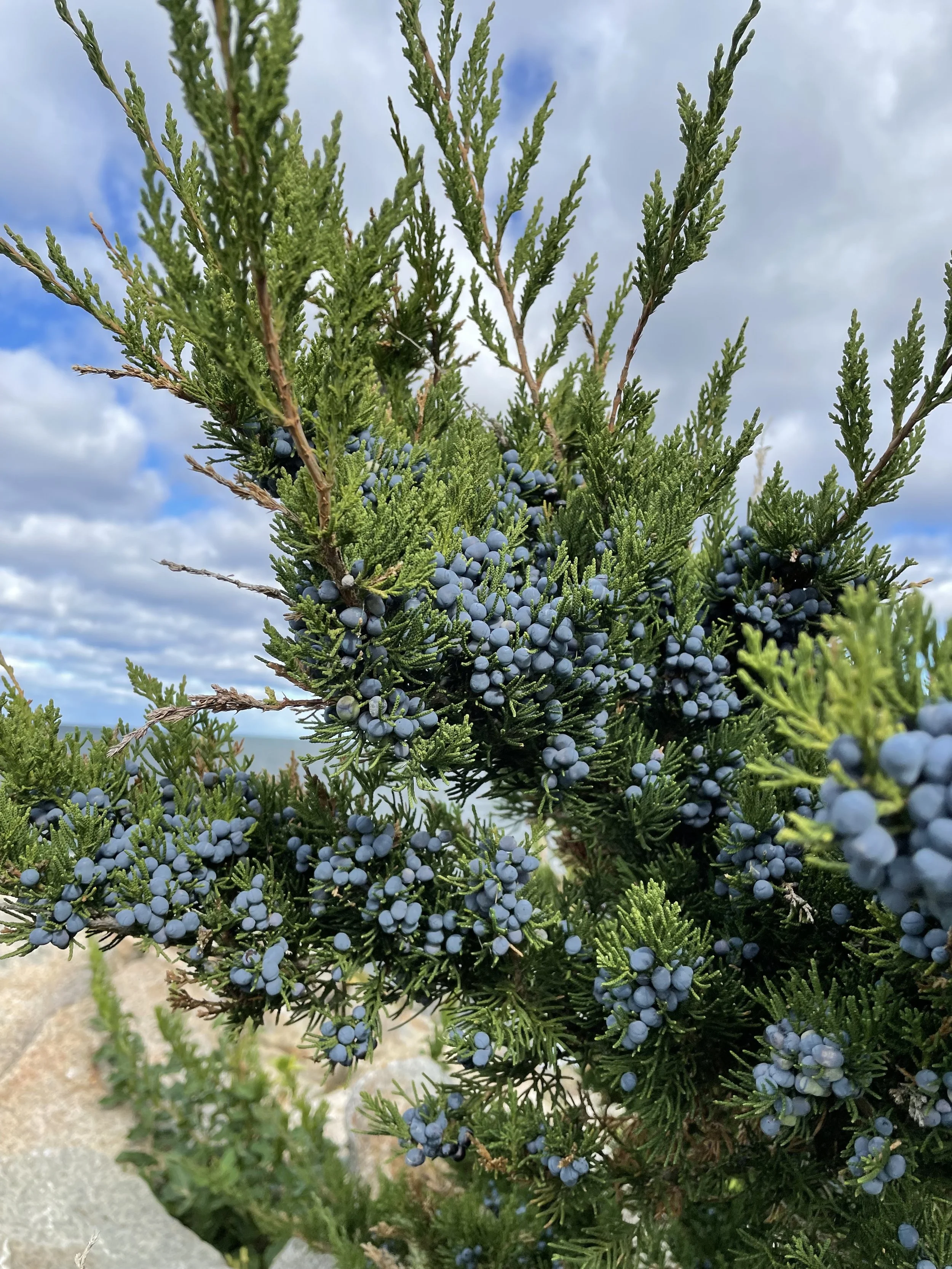 juniper berries rockholm.jpg