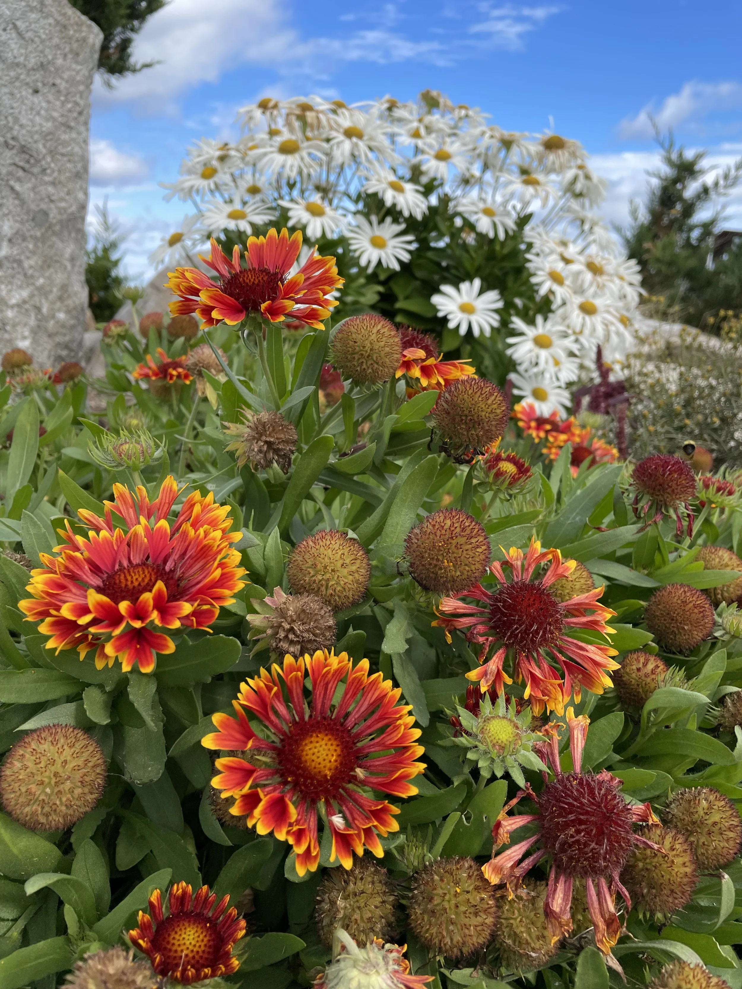 gaillardia.jpg