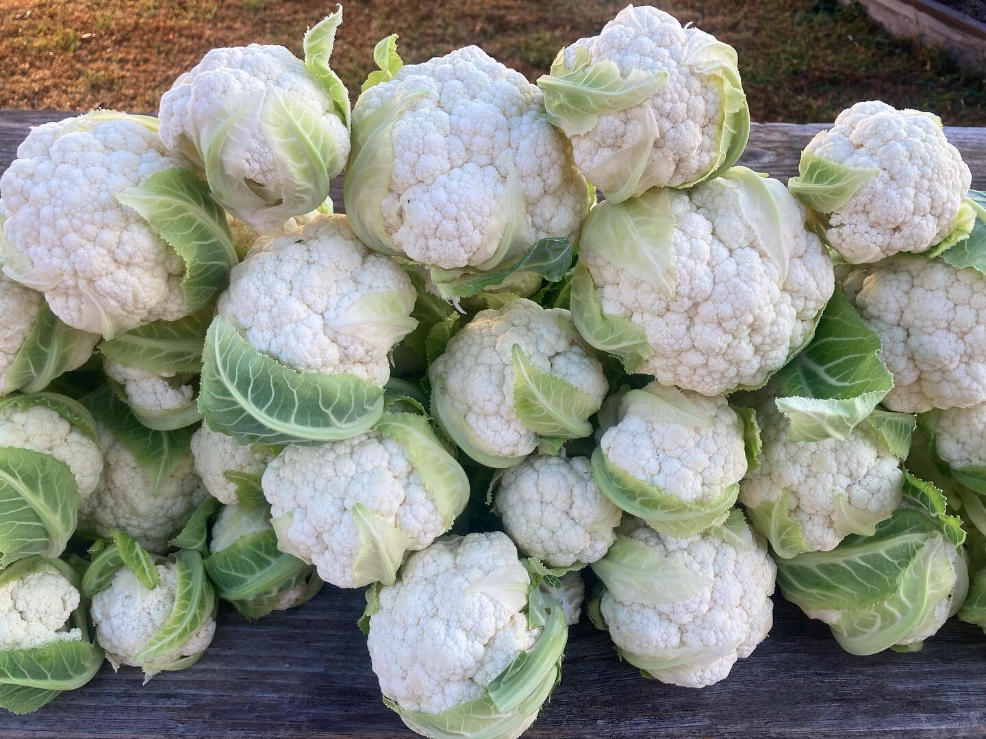 Market season isn&rsquo;t over! Join us this Saturday for the first Landrum Holiday Market, now with new hours: 9am-1pm. We&rsquo;ll be there with this beautiful cauliflower, broccoli, lettuce, hakurei turnips, cherry tomatoes, sweet peppers, arugula