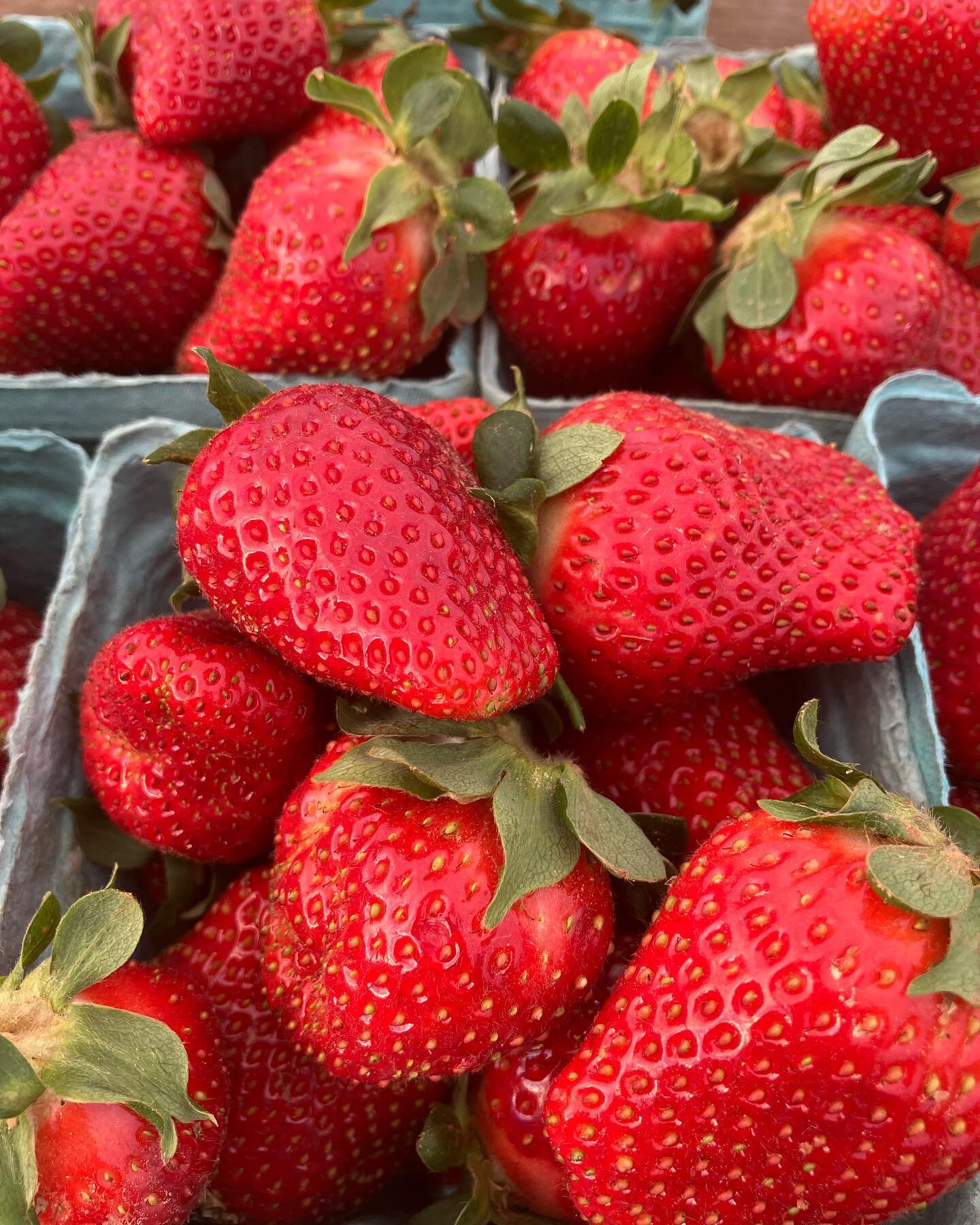 First harvest of our Chandler strawberries&mdash;and they will be coming with us to the #landrumfarmersmarket Saturday morning! Find them along with lettuce, arugula, scallions, Swiss chard, kale, bok choy, radishes, and more, 8am-noon.  #organicstra