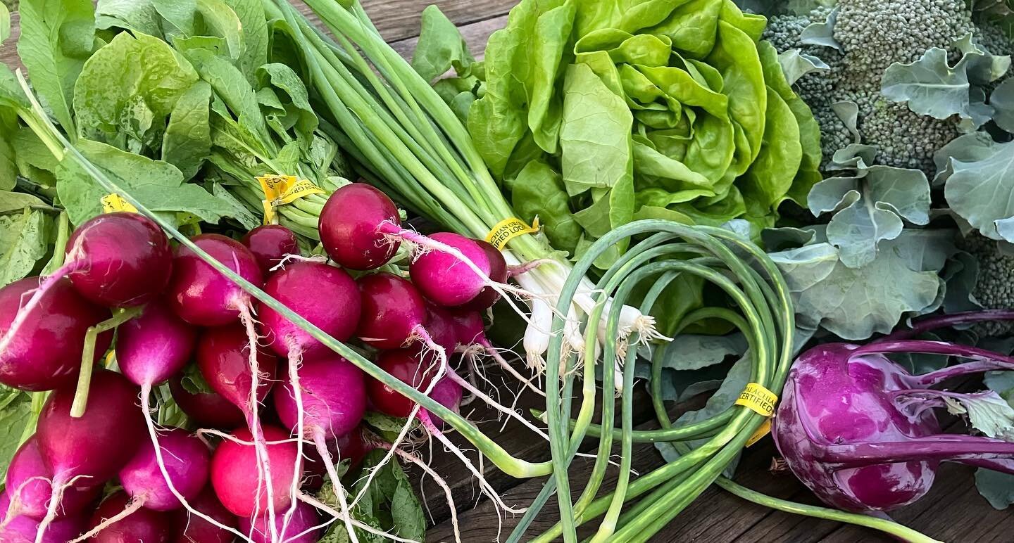 Spring veggies are now in full swing at the farm. Come see us Saturday morning at the #landrumfarmersmarket from 8am-noon to get a taste! We&rsquo;ll have our first harvest of sprouting broccoli, as well as radishes, garlic scapes, kohlrabi, bok choy