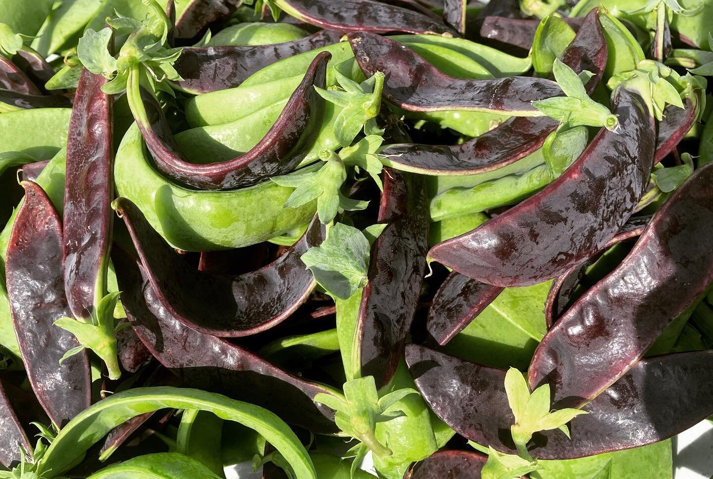 Our first harvest of the Sweet Wave snow pea blend from #row7seeds &mdash; the purple variety actually keeps its color when cooked! We will have them at market this weekend but no need to wait, they will be available for purchase from our farm store 