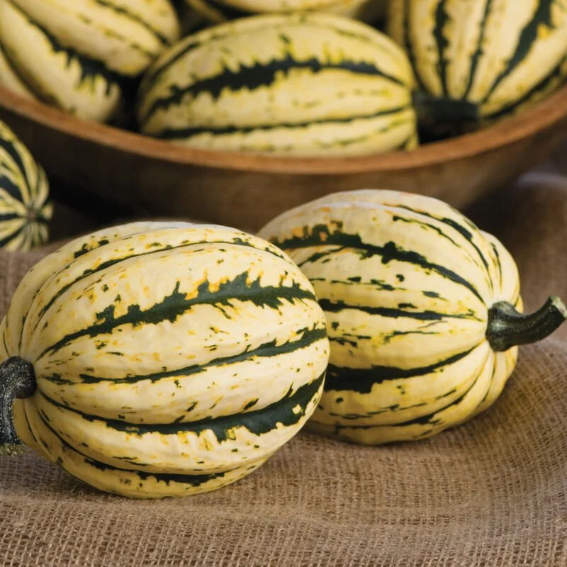 Delicata Squash