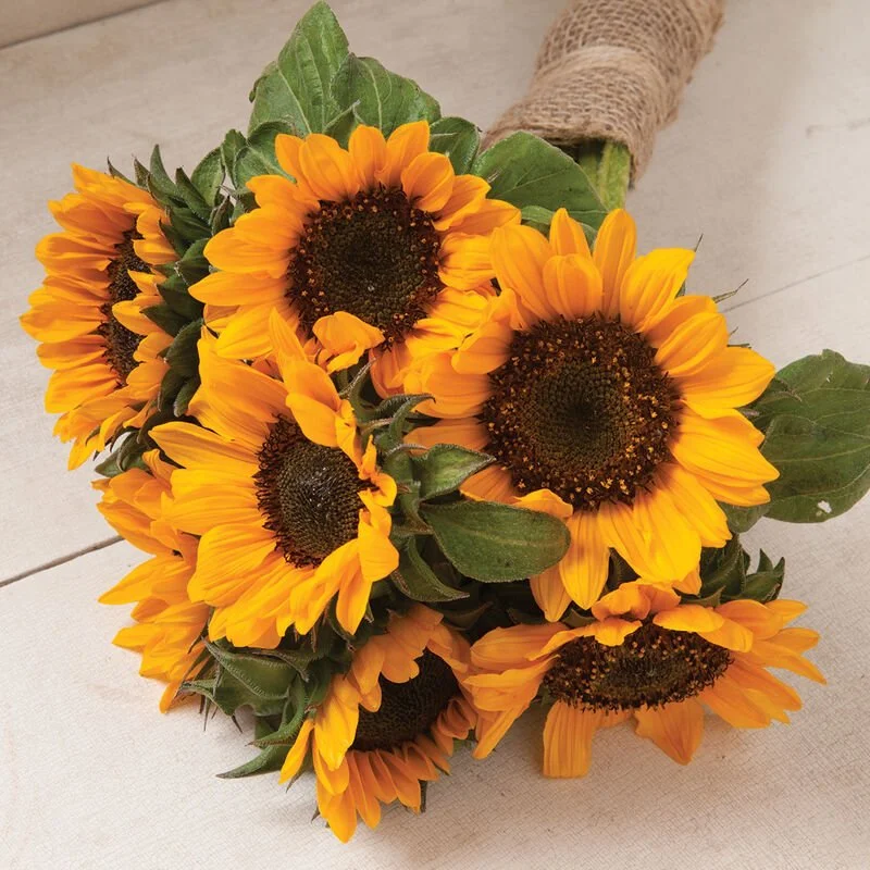 Sunflower.jpg