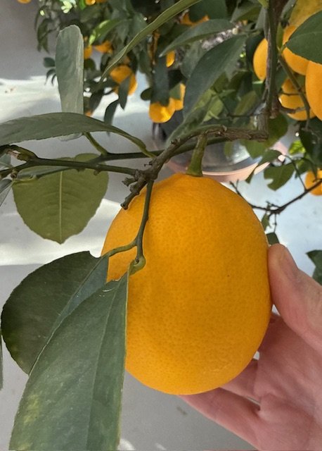 Meyer Lemons, per lb.