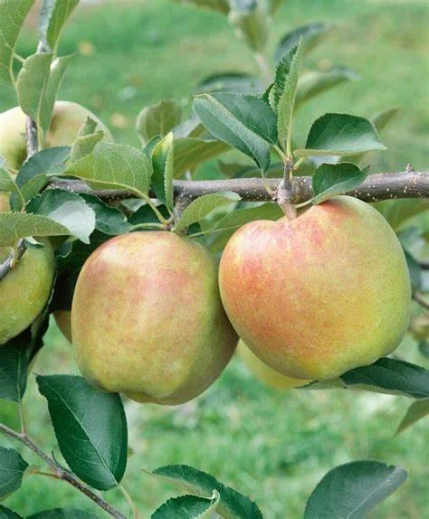MutsuApple.jpg
