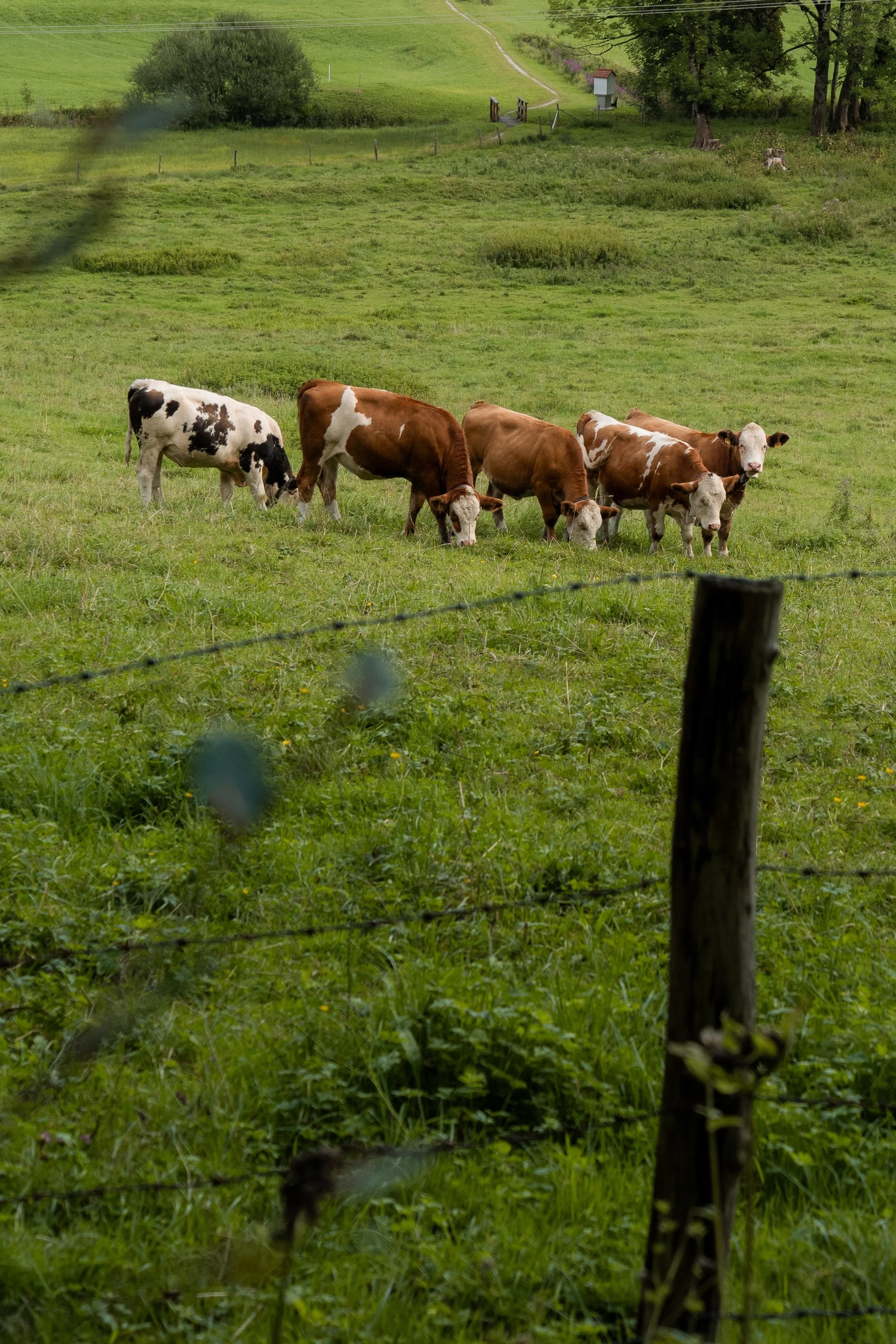 Gruppe von Kühen auf einer grünen Wiese hinter einem Zaun, mit Bäumen im Hintergrund.