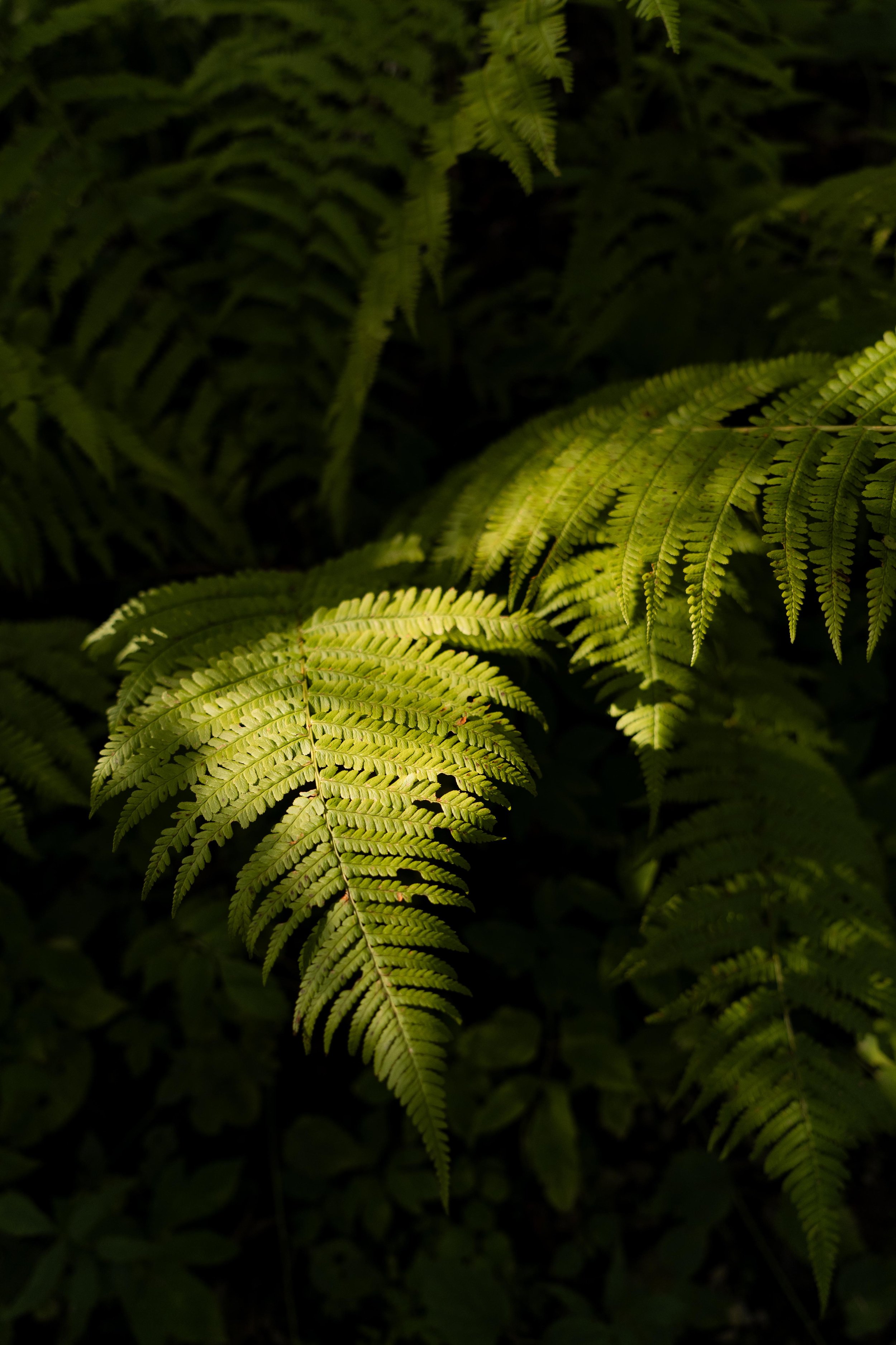  Grüner Farn im Schatten in einem dunklen Wald