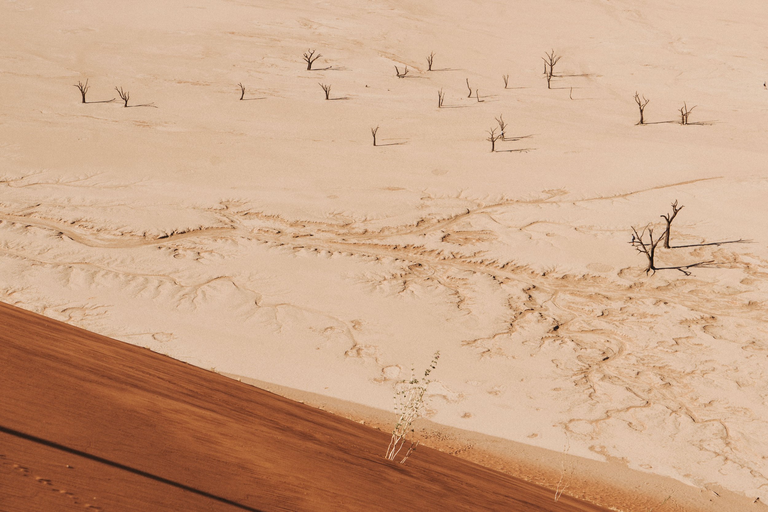 Verwaiste Bäume in einer Wüstenlandschaft mit Sanddünen und einer kleinen Pflanze im Vordergrund.