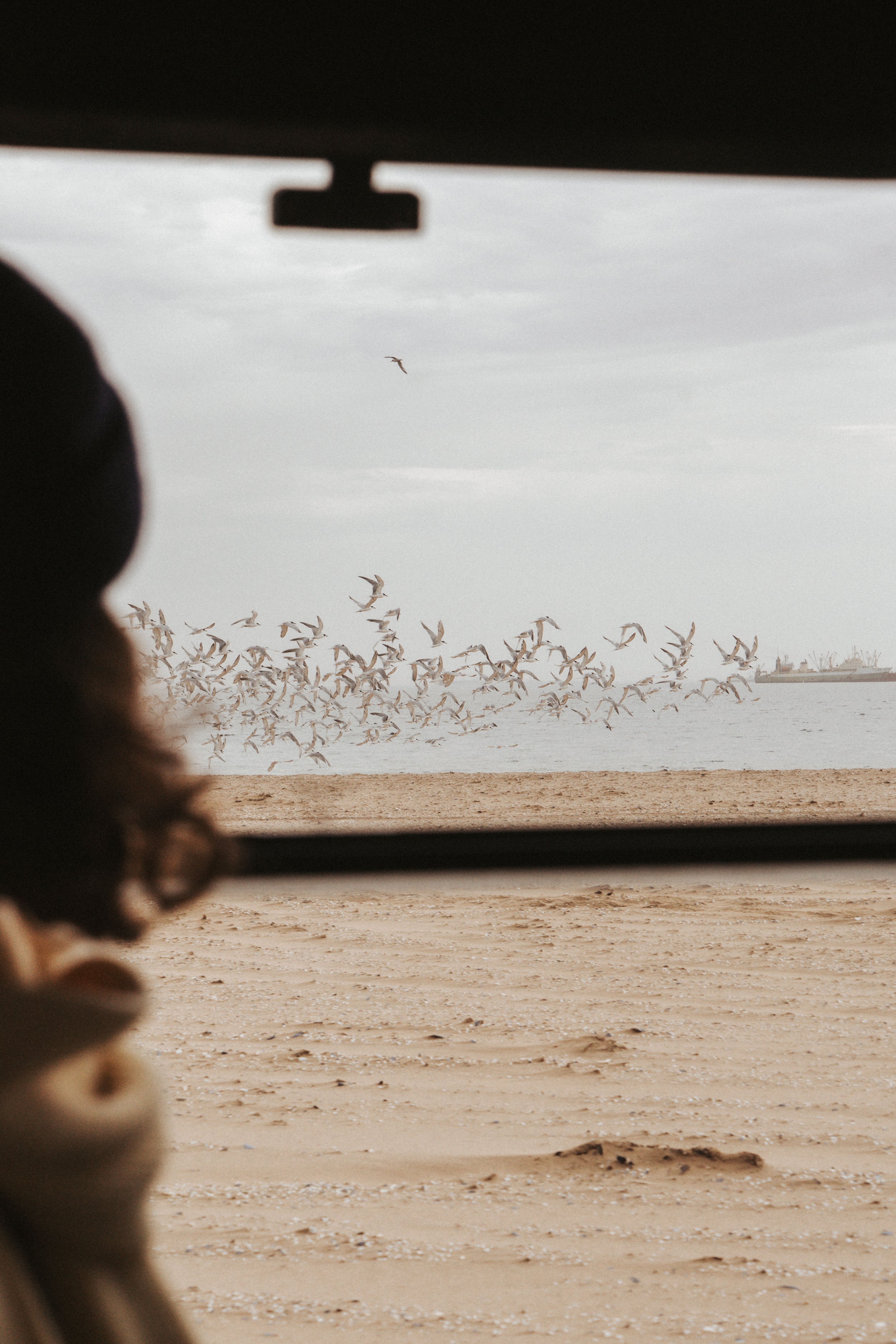 Blick durch eine Fensteröffnung auf eine am Strand laufende Gruppe von Möwen, mit einem Schiff im Hintergrund auf dem Wasser, bei bewölktem Himmel.
