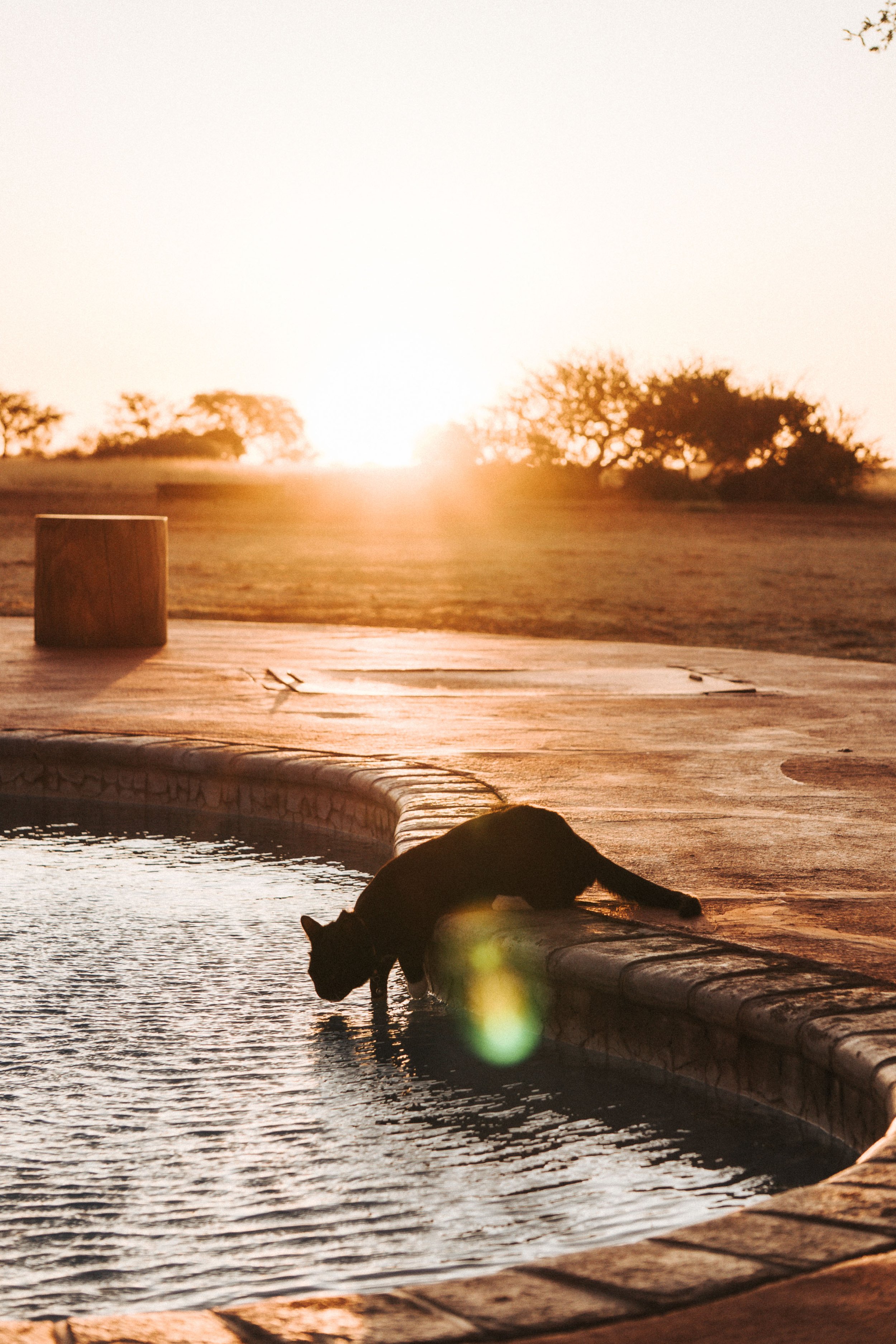 Eine schwarze Katze, die in einem kleinen Pool Wasser trinkt, bei Sonnenuntergang im Freien, umgeben von Natur und Bäumen.