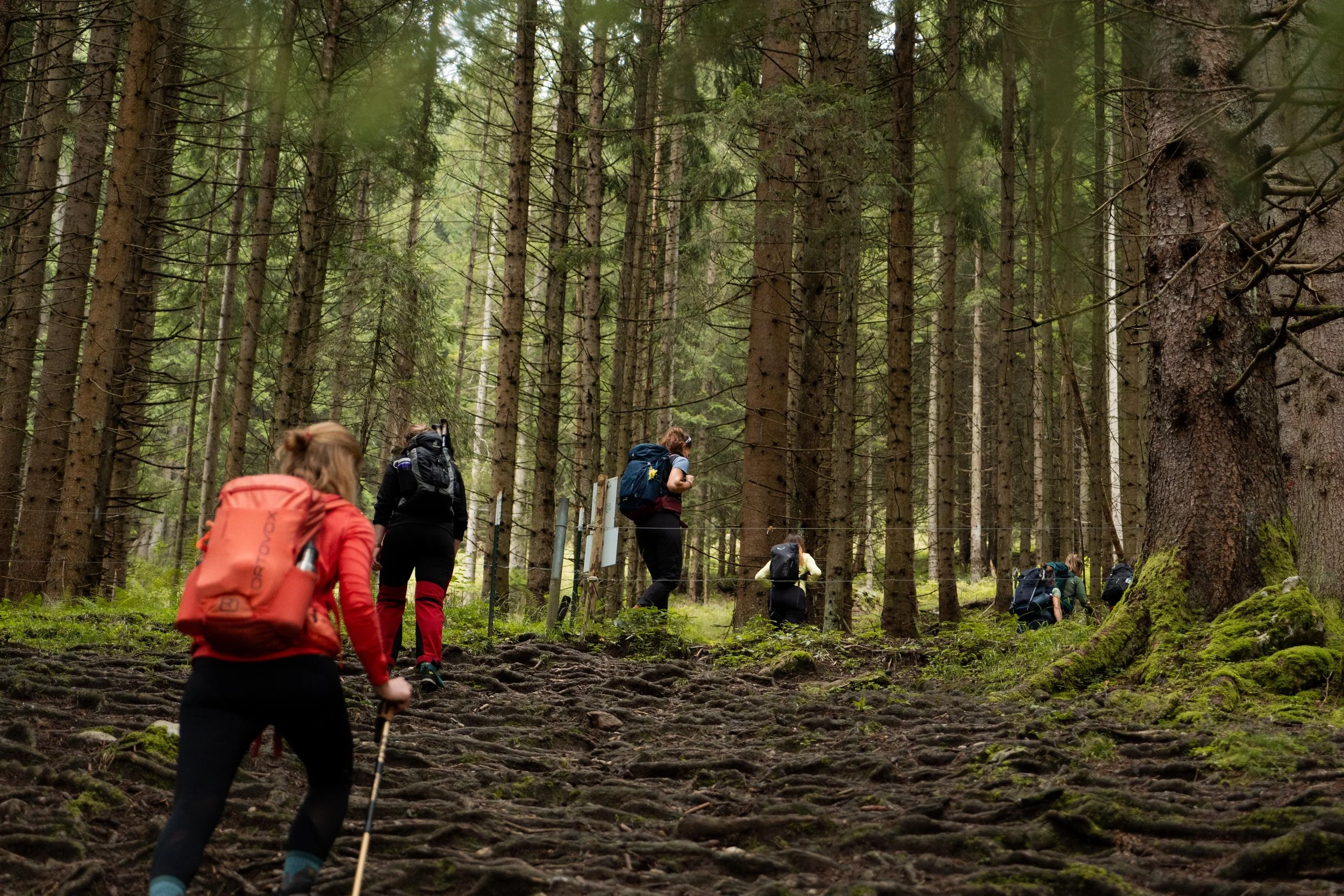 Gruppen von Wanderern in einem dichten Wald mit hohen Bäumen, die einen steilen, wurzelbedeckten Pfad hinaufgehen.