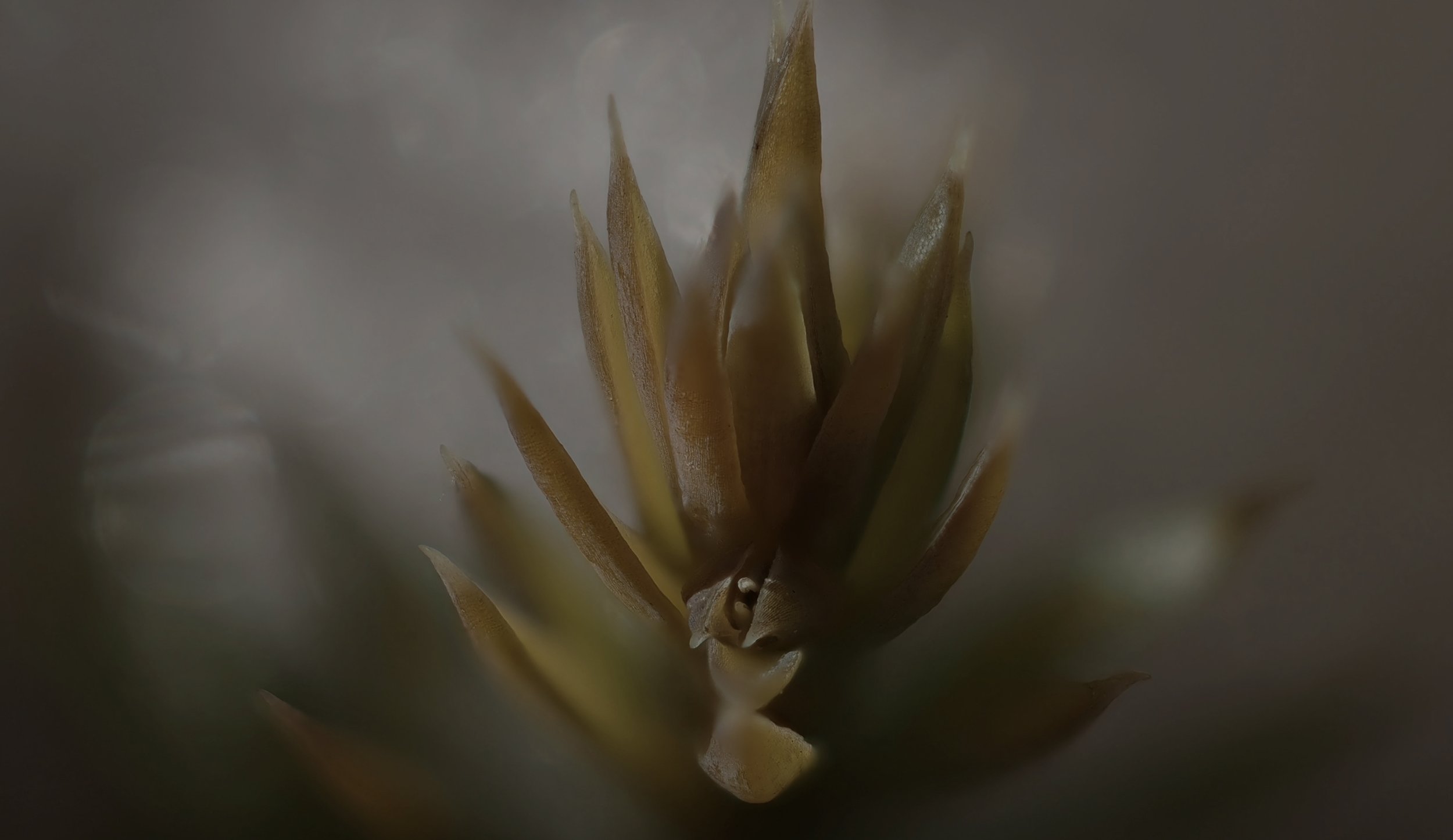 Ich treffe klare innere Entscheidungen und stehe bewusst zu mir.