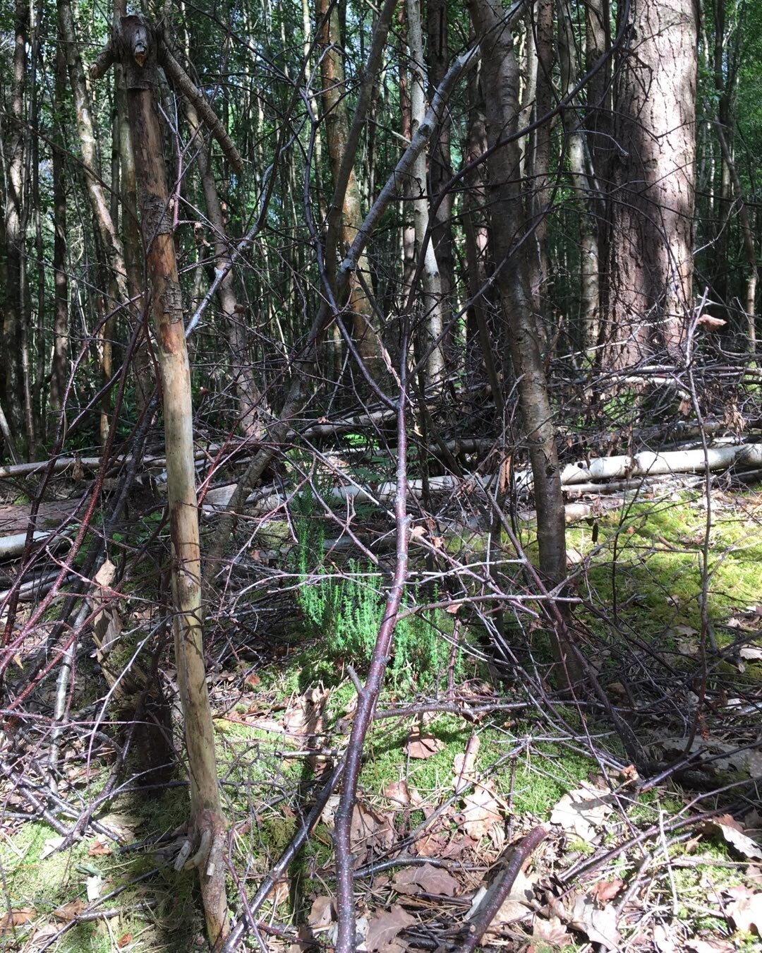 Attempts to discourage the deer in @doewood from eating the heather seem to be working. A covering of bendy birch twigs, woven together, seems to put them off. The heather indicates that the site was once heathland as well as ancient woodland, before