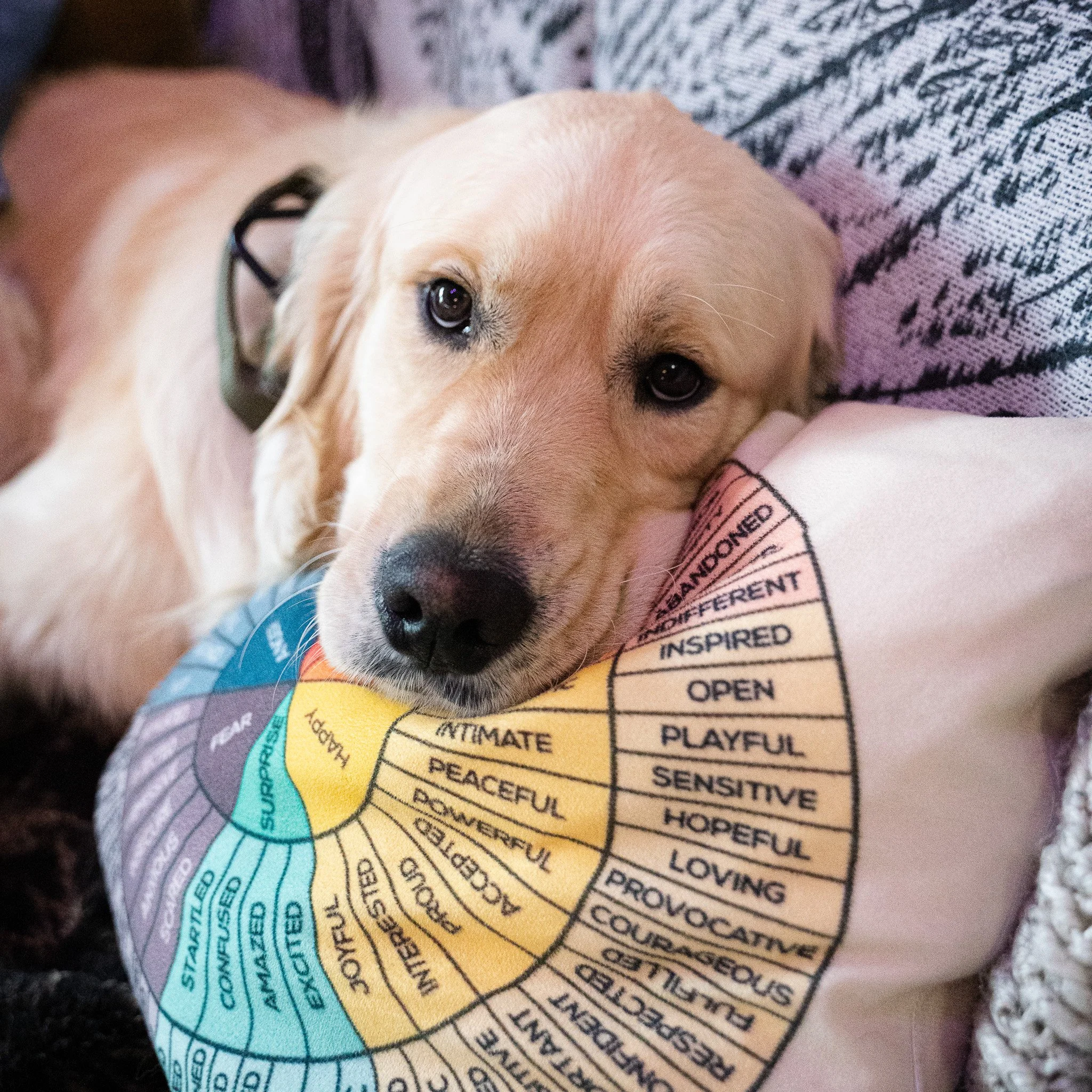 Close-up of a person's lap with a yellow paper peel-off sticker, a dog with tan and white fur looking at the camera, gray knitted clothing, and part of a colorful diagram or chart with words like 'peaceful,' 'hopeful,' 'loving,' and other positive emotions.
