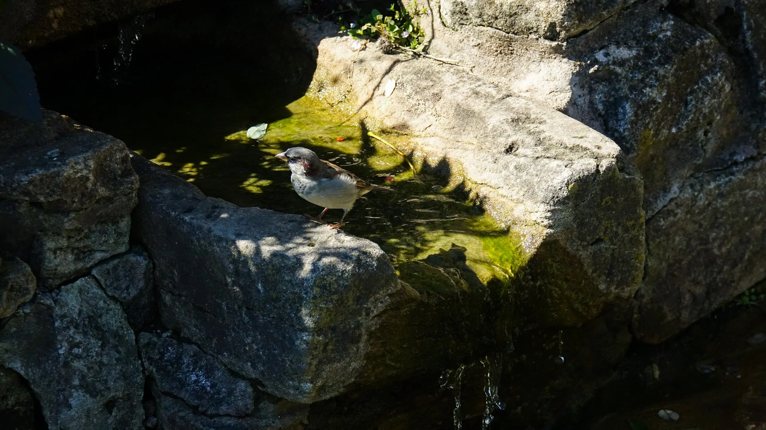 DSC00306.jpg