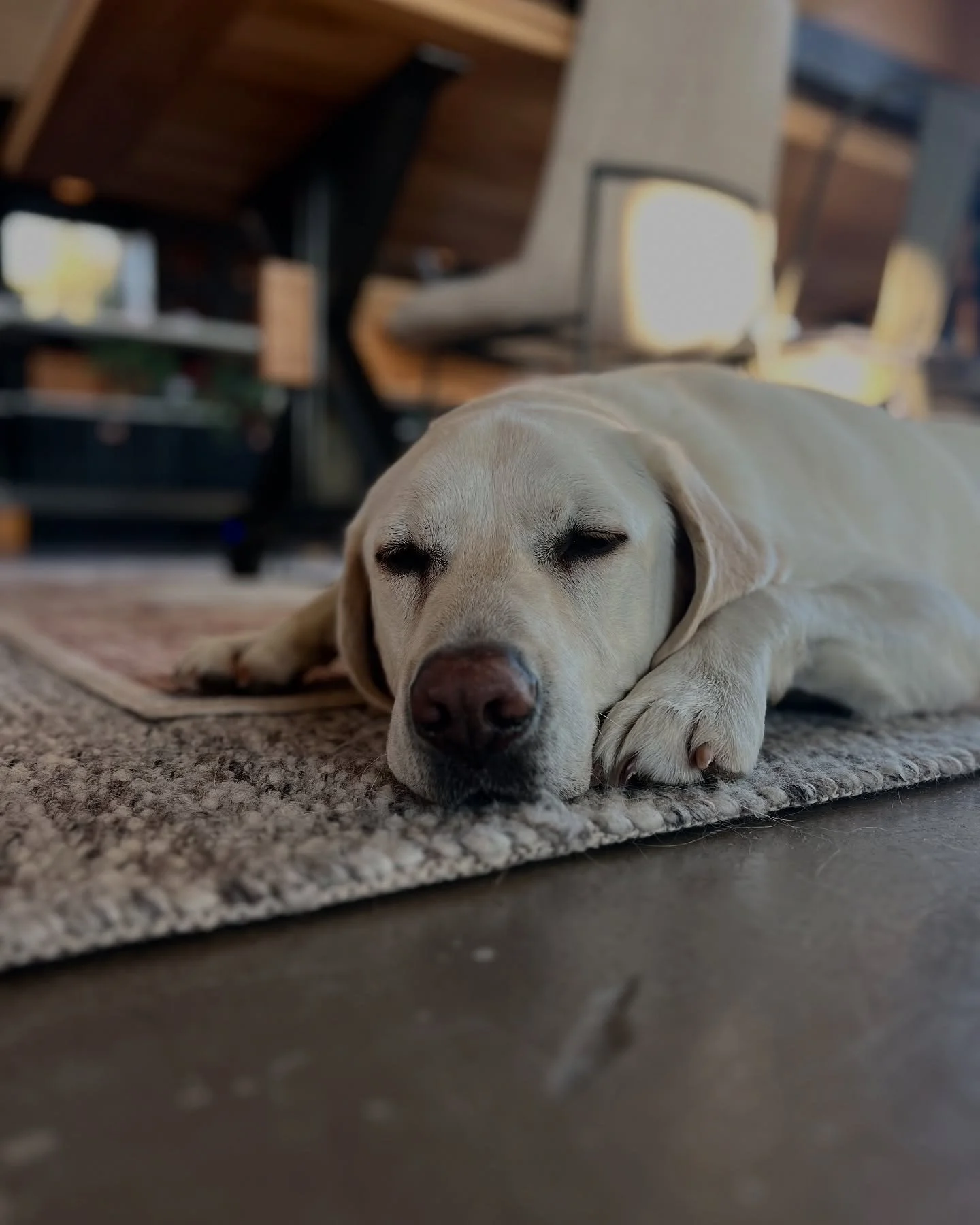 Timber is tired from sitting under the desk all year listening to zoom calls. He's ready for his Xmas vacation. 🎄

#historicrenovation #whosagoodboy #labradorretriever #officedog