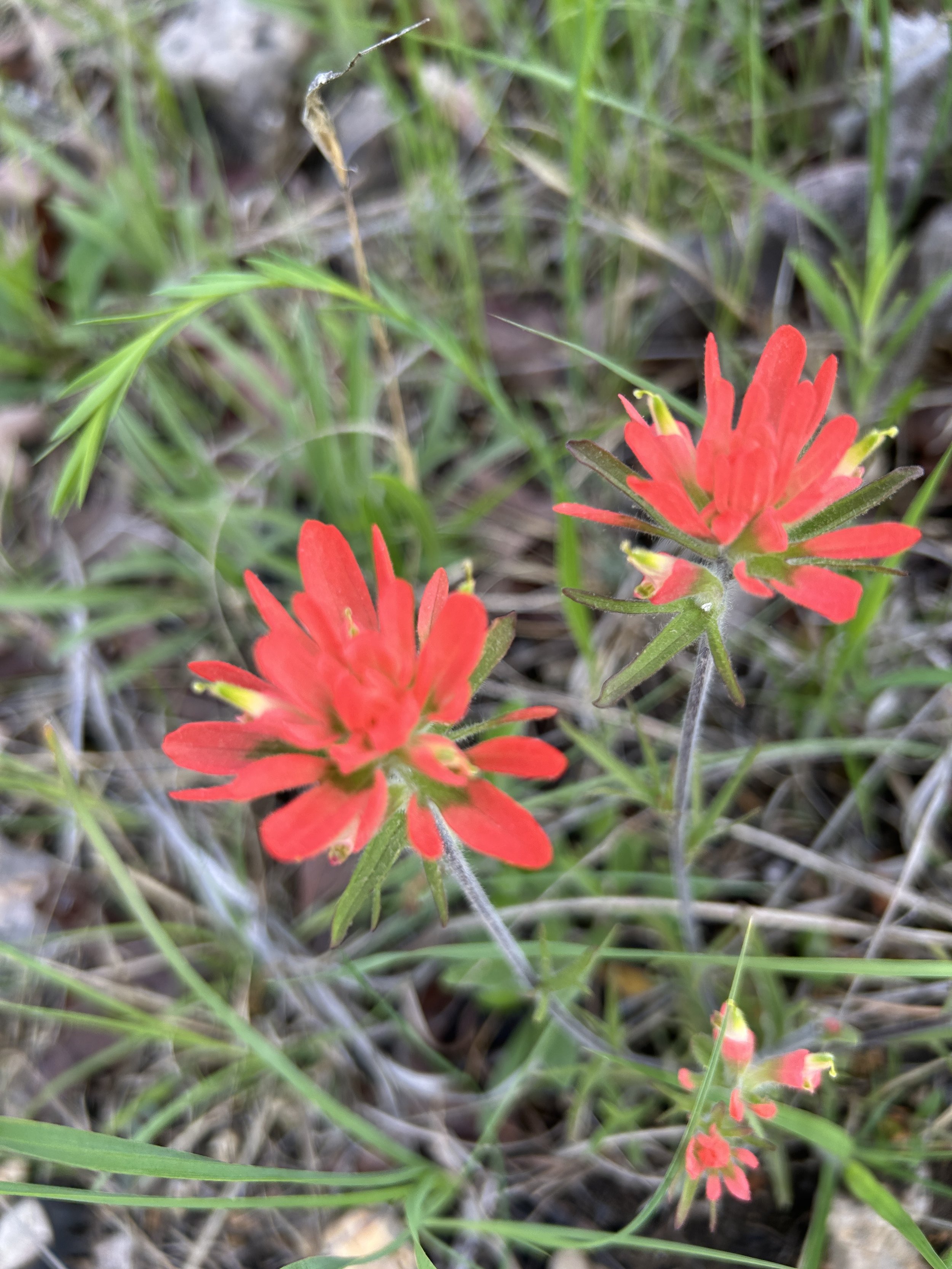 Indian Paintbrush