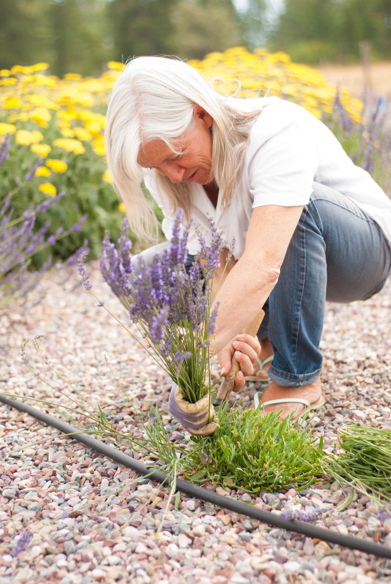 Lavender Lori