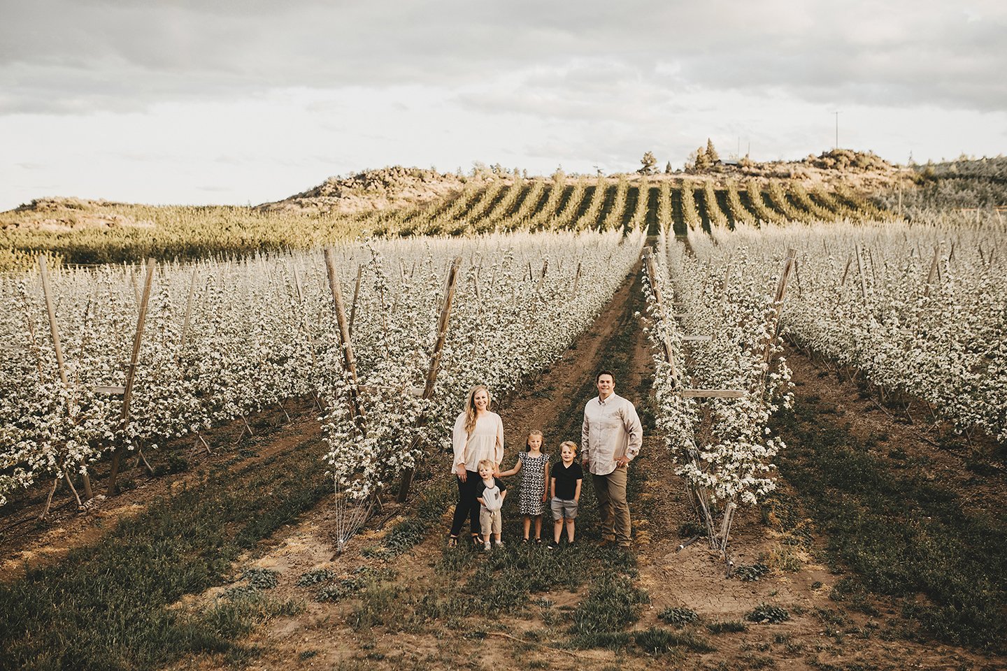 Dreamy springtime family portraits surrounded by cherry blossoms in Naches, WA.