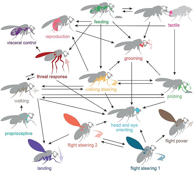 The Brain-and-Nerve-Cord (BANC) connectome: how behavioural control is distributed across a nervous system