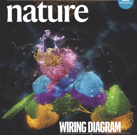 FlyWire: the complete, annotated brain map of an adult Drosophila melanogaster