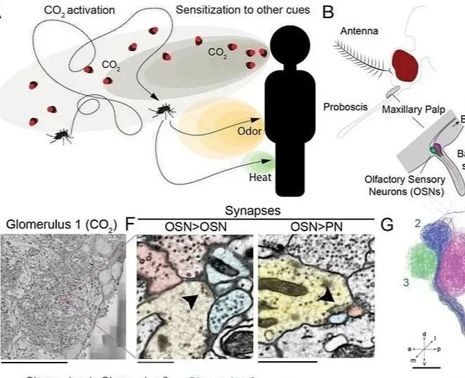 Recurrent connectivity and ribbon-like synaptic structures: how disease-vector mosquitoes sense carbon dioxide from human hosts