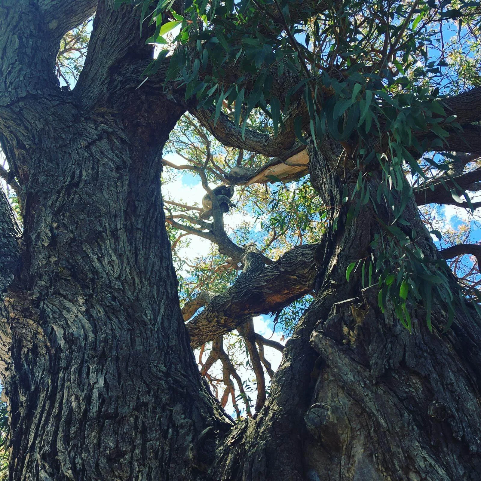 koalas en arbol de eucaliptos libres en Mallacoota,Australia.jpeg